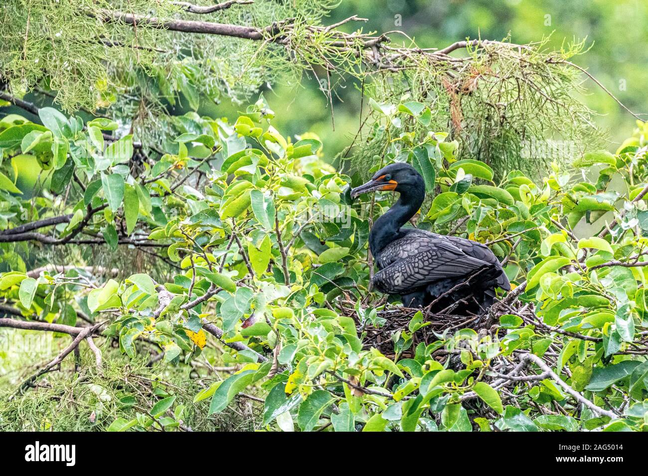 Doppio di cormorani crestato nesting Foto Stock