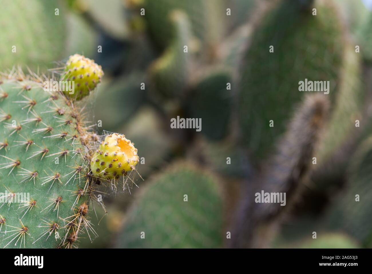 Ficodindia cactus frutta, chiamato anche di tonno o nopal frutta. Foto Stock