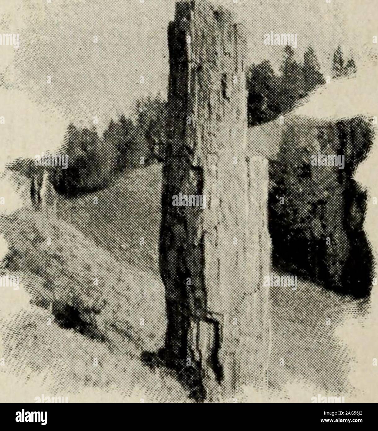 . Haynes' guida al parco di Yellowstone. utsidethe angolo nord-est del Parco). Torre Creekempties nello Yellowstone a poche centinaia di metri sottoil cade; questi sono i piedi non elevata, derivanti loro namefrom la peculiare formazione di roccia che si erge, torre-simili, diverse centinaia di metri sopra il loro orlo. Il can-yon parete del Yellowstone, opposta alla bocca ofTower Creek, è coperta con uno strato di lava molto ONU-come altre porzioni del canyon. Il petrified alberi sono un miglio e mezzo fromYanceys e sono raggiunto da un sentiero facile Essi siano solo esemplari di alberi pietrificato, in piedi theirnatur Foto Stock
