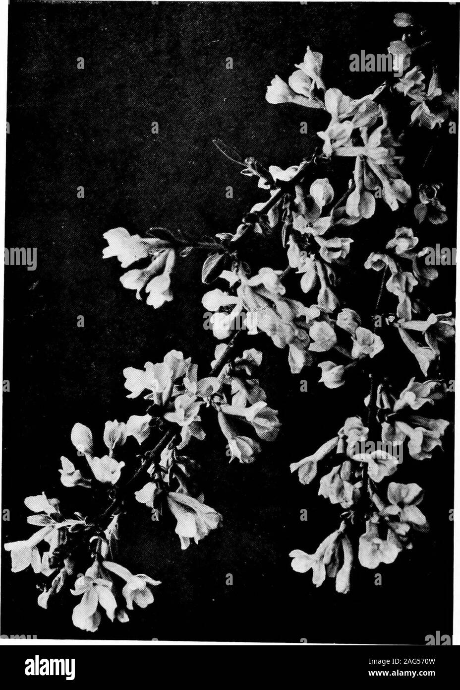 . Il piccolo giardino di roccia. Fj&GT;. 47.-^ adatto YUCCA PER IL ROCK GARDEN[y. Una raffica di vento mi FOLIA). 122 Il piccolo giardino di roccia. o £! "!O TROPPO h il piccolo giardino di roccia 123 CAPITOLO XVIII. Brughiere nel giardino di roccia. La hardy Heath-^il termine è usato a ragion veduta a separatethose comune alle nostre terre e paesi equallycold da quelli che abitano a sud-ovest della Francia, Spagna andPortugal-^è un host di per sé e per giorno e non il giardino di anypretensions è completo senza una ben attrezzata Heathgarden proprio. Per alcuni anni queste piante havebeen vincendo il loro modo in favore con il risultato chesi vedere ampia st Foto Stock