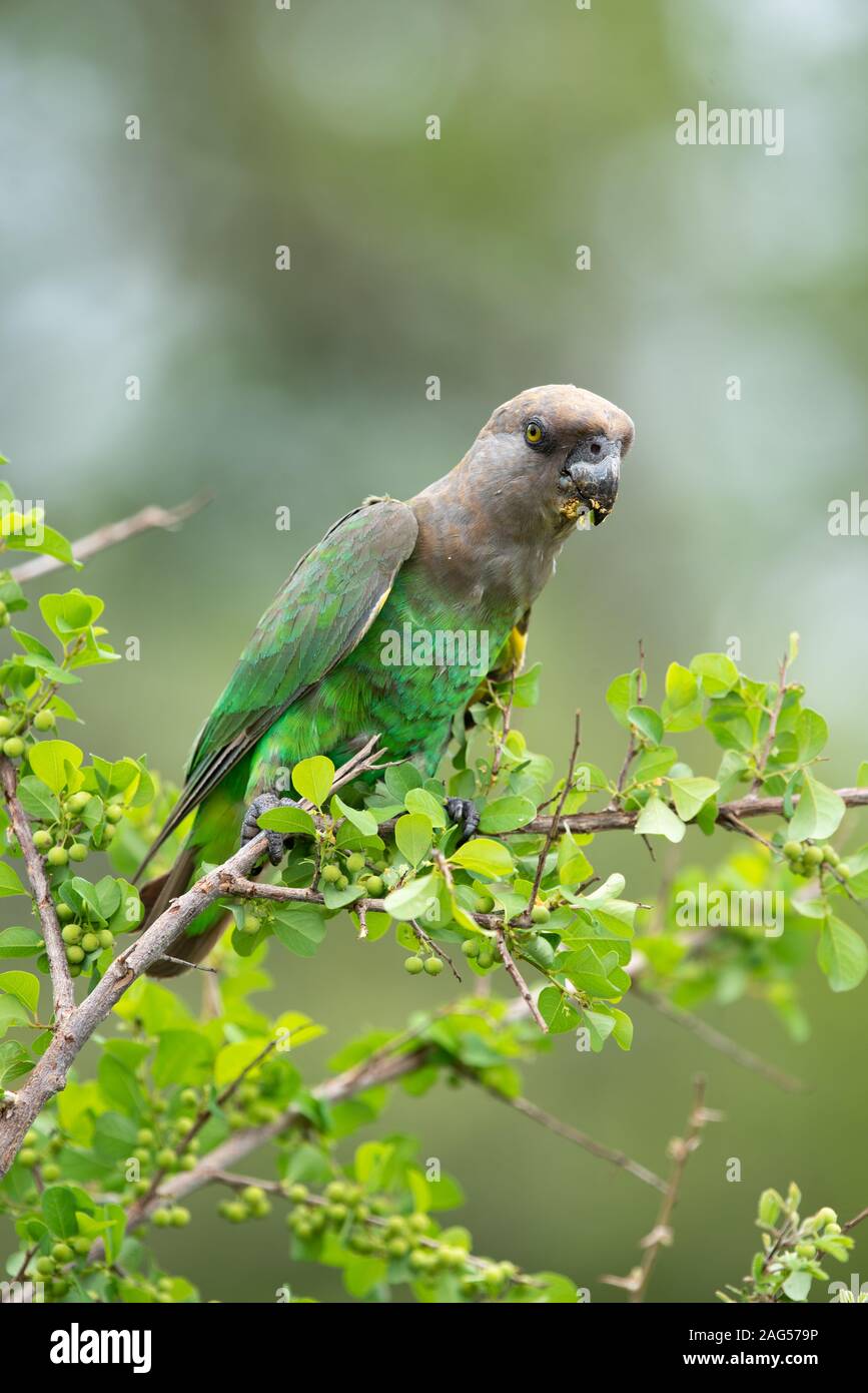 Un pappagallo Brown-Headed - Poicephalus cryptoxanthus - Feste a bacca bianca bacche di Bush - Flueggea virosa - vicino a Skukuza camp, Parco Nazionale Kruger Foto Stock