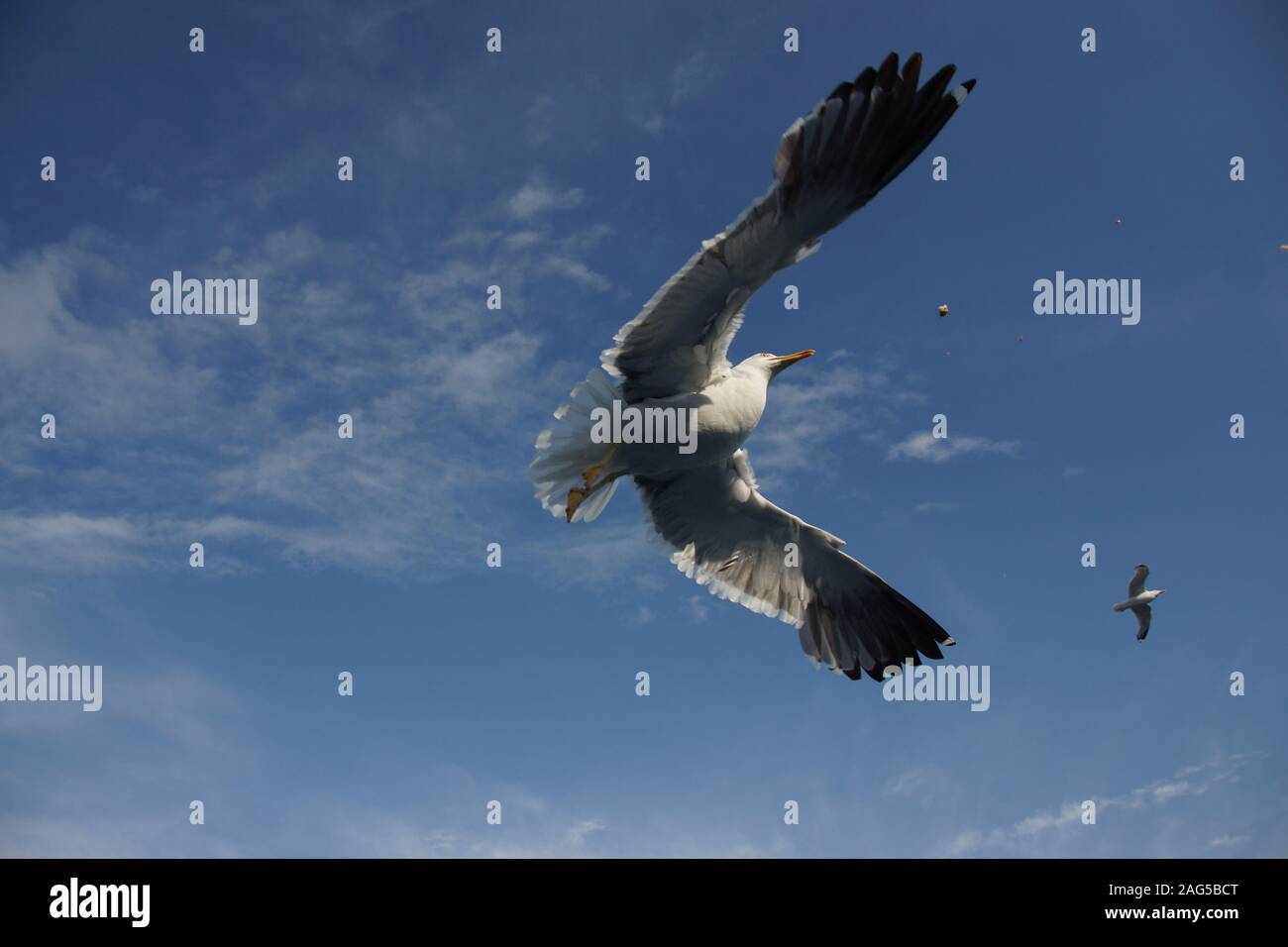 Inquadratura ad angolo basso di un bellissimo falco pescatore selvaggio con grandi ali che volano in alto nel cielo Foto Stock
