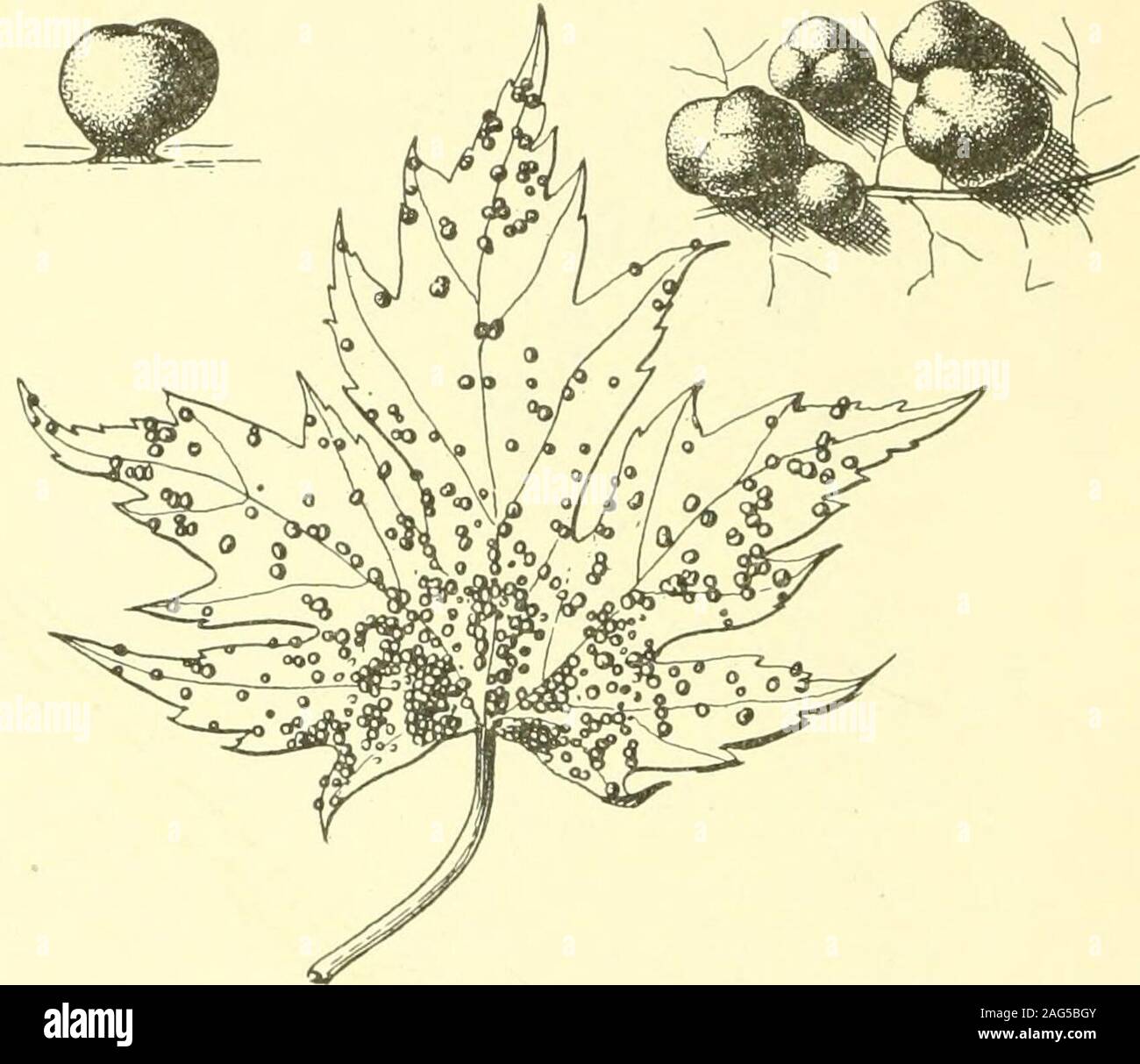 . Relazione dello Stato entomologo su pratiche e altri insetti dello stato di New York. e u r a communis feltro vescica di piccole dimensioni come foglie galli, diametro 2,5 mm. Fig. 167, Chadwick 08, p. 120 Acarid. Maple vescica gall, PPhyllocoptes quadripes spessore. Ocellate, giallo, rosso-emarginati blister leaf gall, diametro 3 mm a 4 mm. Fig. 168. Osten Sacken 62, p. 199 Itonid. Maple Leaf spot, Cecidomyia o c e 11 a r i s O. S.irregolare pieghe di foglia. Sentiti i5e, p. 94 Itonid. Rhabdophaga rileyana FeltDistorted, foglie laminate recanti bozzoli, eventualmente identiche alle precedenti.Sentivo iij, p. 452 Itonid. D a sy n e u Foto Stock