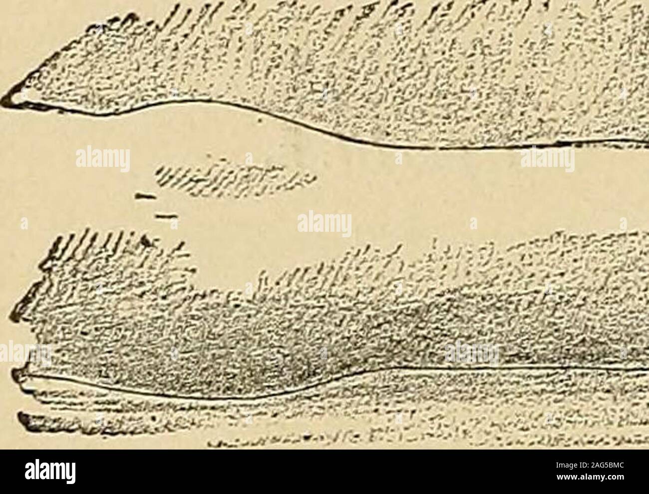 . Un manuale di malattie del sistema nervoso. le-giunto, specialmente inwalking, proprio come abbiamo visto che l'estensione dell'anca aumenta la forcewith che il contraente rectus estende il ginocchio. Per estensione diretta di theankle, il peroneus concorda e si oppone alla inversione. Il solo diffeiencebetween il gastrocnemio il soleus ed è che quest'ultimo, non avente alcuna attachmentto il femore, si può estendere la caviglia quando il ginocchio è flesso come pure quando esso isextended. In una paralisi di questi muscoli, estensione della caviglia (da theperoneus longus e flessore digitorum longus) è estremamente debole, e TH Foto Stock