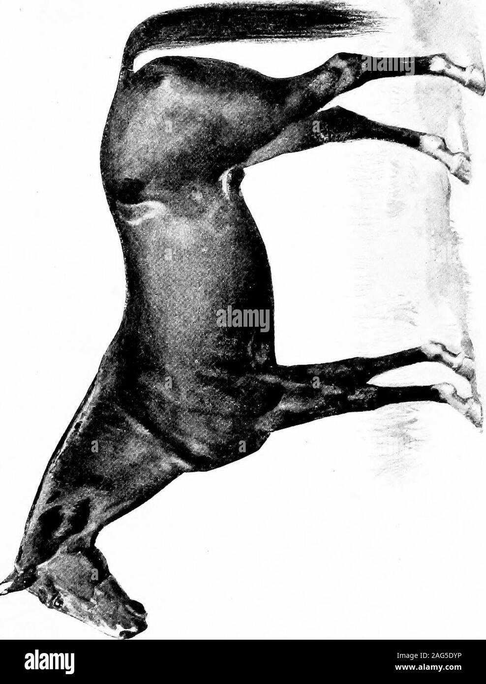 . Il cavallo in America; una pratica trattato sui vari tipi comune negli Stati Uniti, con qualcosa della loro storia e caratteristiche variabili. dsections non inizia fino a una data successiva. Durante la Seconda Guerra theRevolutionary vi erano poche importazioni ofThoroughbreds, ma quando il paese giovane hada poco recuperato nella sua industries dal effectsof quel conflitto, le importazioni ha iniziato di nuovo ein 1788 il grigio stallone Messenger, il fondatore insome misura del nostro stock di trotto, era broughtout, e nel 1799 il Derby vincitore Diomed - il più importante di tutti i cavalli, tanto per quanto riguarda la gara di cavalli Foto Stock