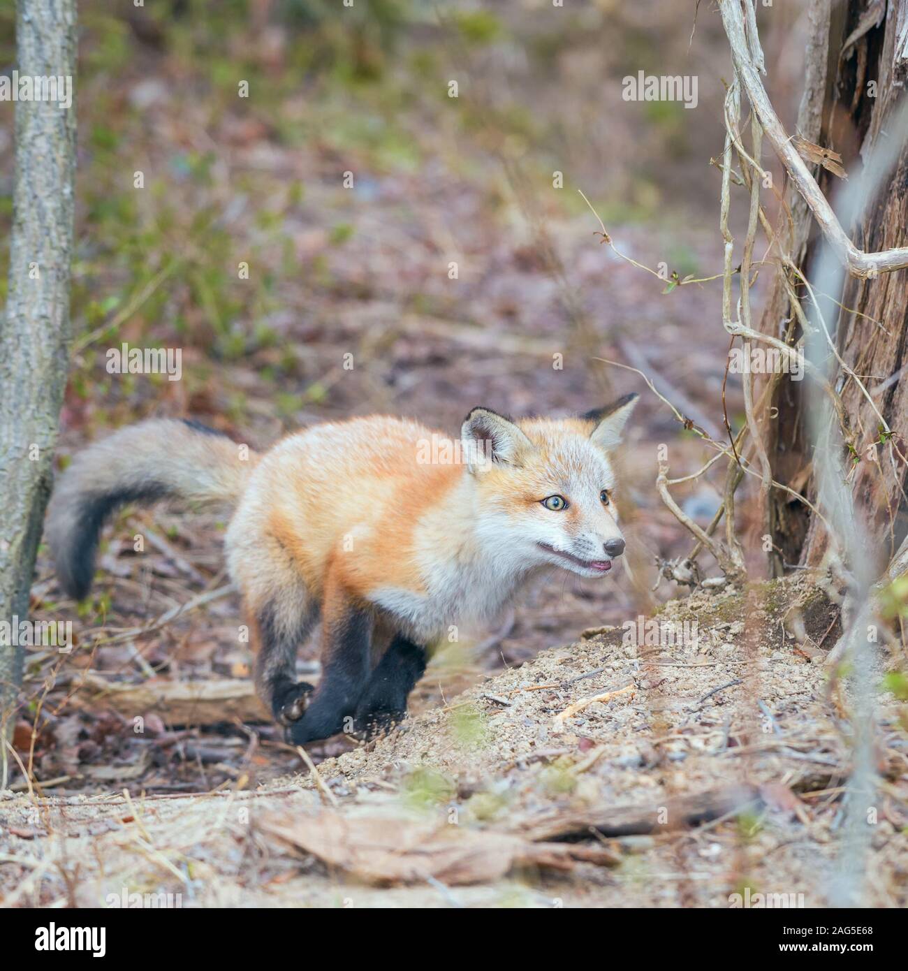 Rosso giovane volpe (Vulpes vulpes) jumping a Bombay Hook National Wildlife Refuge. Delaware. Stati Uniti d'America Foto Stock
