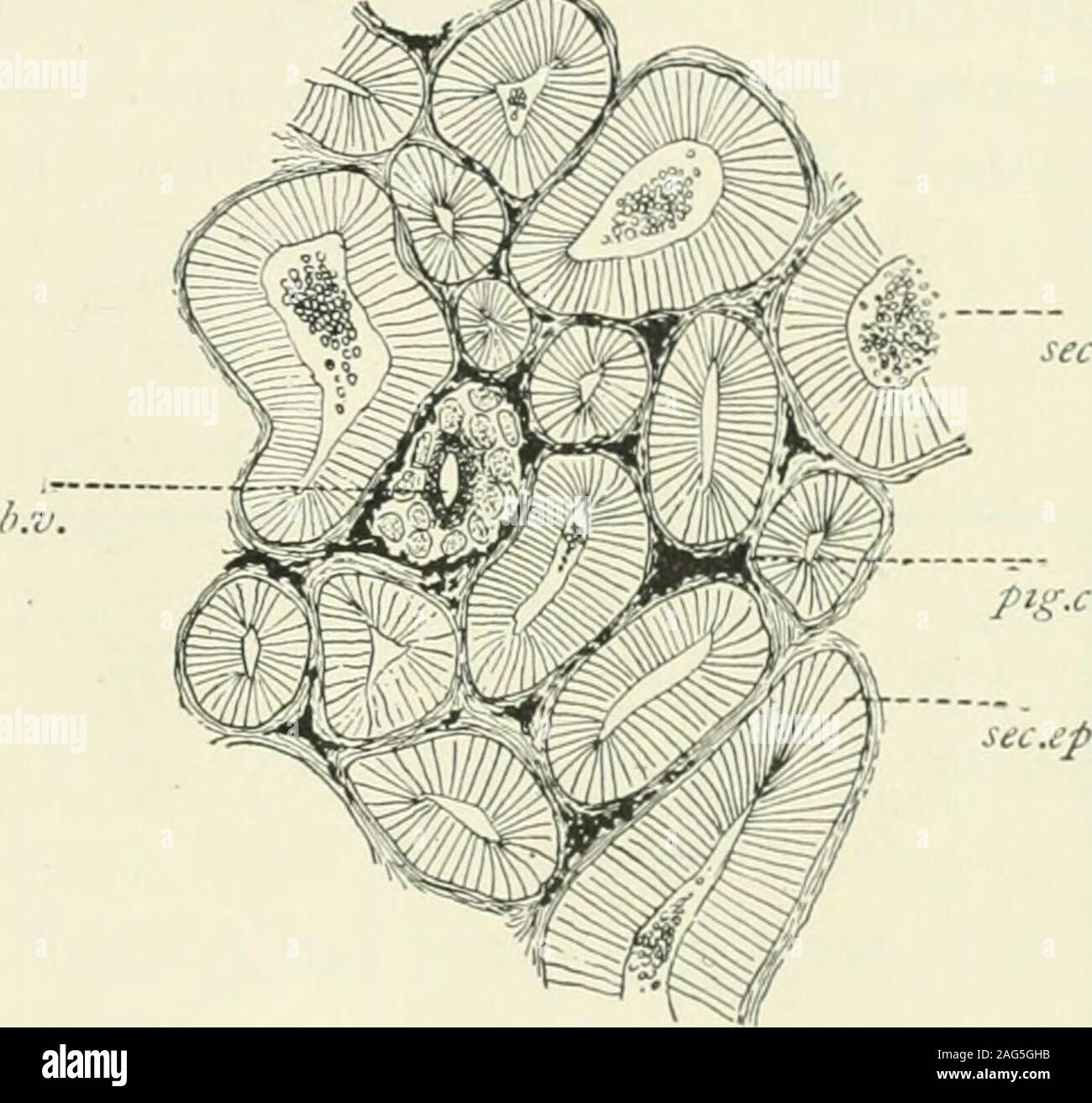 . American Journal of Physiology. ed. gli esperimenti sono stati ripetuti. Gli estratti sono stati realizzati con theorgans rimosso dall'esemplari vivi. La solita procedurewas per macinare il premistoppa con sabbia fine e estratto con un 2 per centsodium soluzione di fluoruro, o in alcuni casi con cloroformio-wateror glicerina, e il filtro in una sola volta. A seguire il più strettamente possibile theconditions ottenendo in ambiente reale dell'animale, alldigestions erano effettuate ad una temperatura di circa I5°C. e insolutions avente la ampho-teric reazione dell'normalorgans. Il primo esperimento di wasundertaken demonstratethe Foto Stock