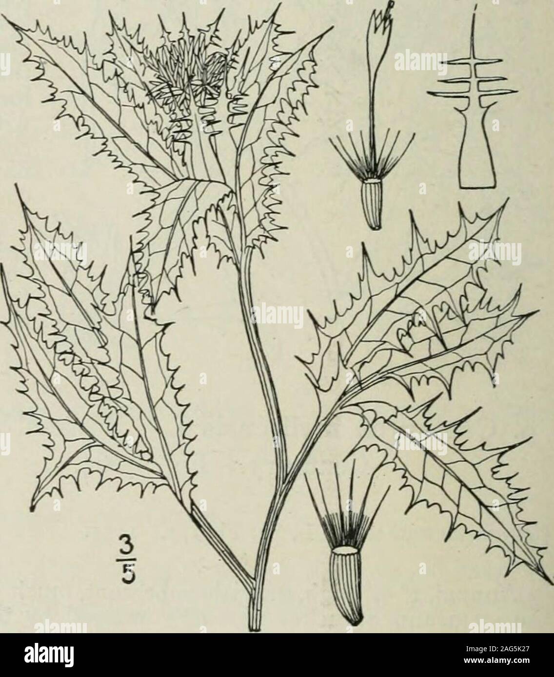 . Una flora illustrata del nord degli Stati Uniti, il Canada e la British possedimenti : da Terranova al parallelo tra il confine meridionale della Virginia e dall'Oceano Atlantico verso ovest per il 102º meridiano. Il vecchio orld. I. Cnicus benedictus L. Beato Thistle. Dalla Madonna Thistle. Fig. 4666. Cnicus benedictus L. Sp. PI. 826. ho753Centaurea benedetto un L. Sp. PL Ed. 2, 1296.1763. Hirsute o pubescente molto ramificato,raramente oltre 25° alta. Foglie di forma oblunga di lan ceolate in profilo piuttosto sottile, reticola-venato, s-6, lungo la parte superiore di afferraggio, thebasal e quelli inferiori si è ridotto al baseand Foto Stock