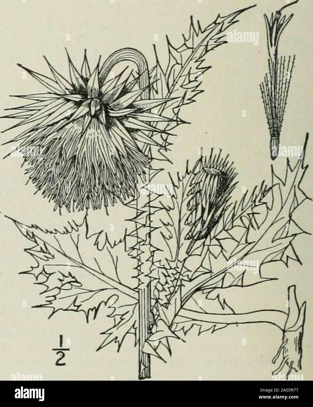 . Una flora illustrata del nord degli Stati Uniti, il Canada e la British possedimenti : da Terranova al parallelo tra il confine meridionale della Virginia e dall'Oceano Atlantico verso ovest per il 102º meridiano. Specie Tipo: Carduus nutaus L. capi solitario al fine di stelo o rami, annuendo. i. C. nutans. Capi di solito più affollata alle estremità dei rami alati. 2. C. Crispo. I. Carduus nutans L. IMusk Thistle. Plumei.ess Thistle. Fig. 4652. Carduus nutans L. Sp. PI. 821. 1753. Biennale, ramificato, con parsimonia tomentose, 2°-3°alta. Foglie lanceolate in profilo, profondamente pinnatifid,ac Foto Stock