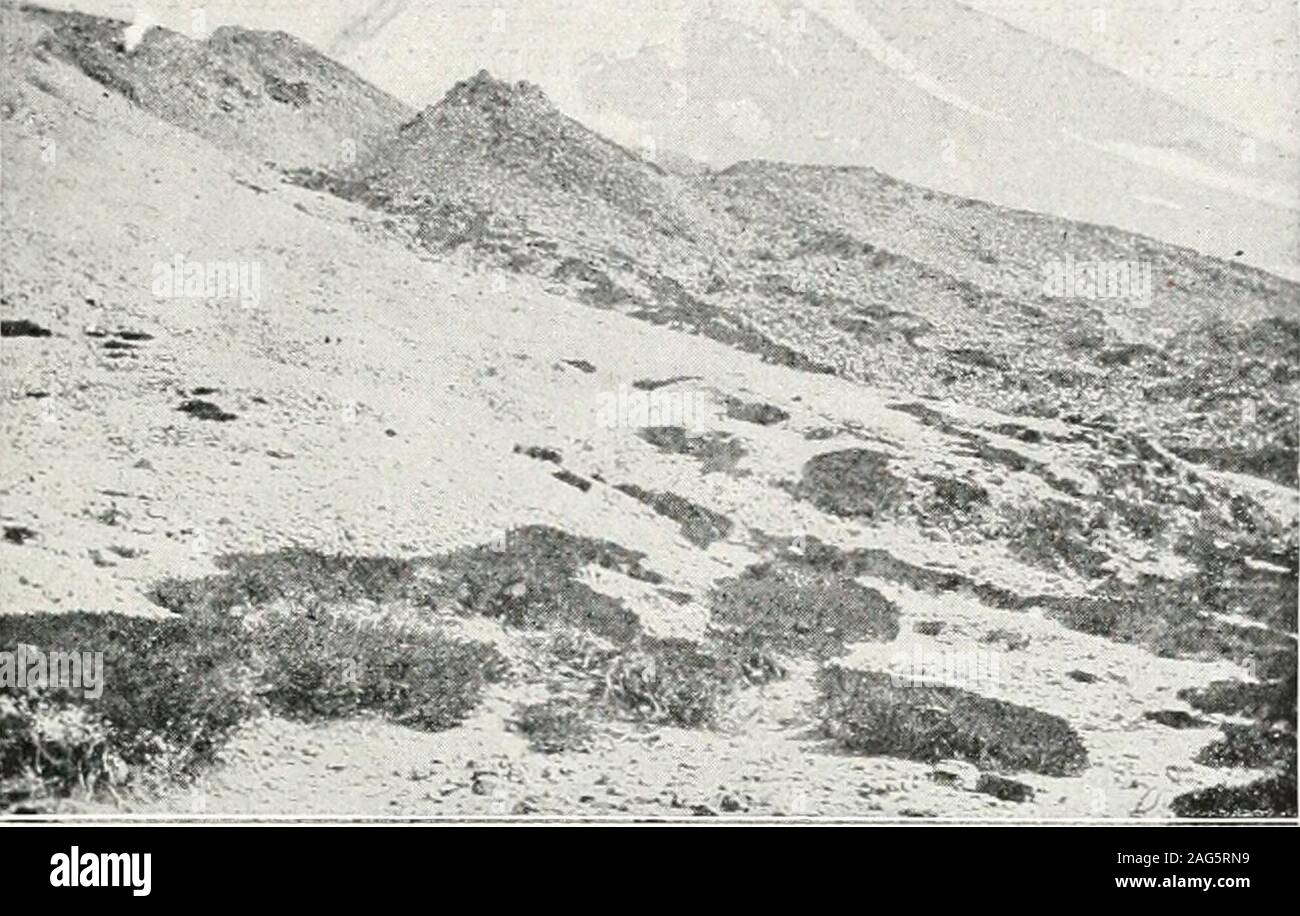 . I risultati di una indagine biologica del monte Shasta, California. lam insenature, e finalmente raggiunto Shastina, Mhere, dopo una giornata di verysevere, siamo accampati su alcuni piccoli torrenti di acqua di neve sul lato thenorth (fig. 4). La quarta mattina abbiamo clind)ed il ruvido scorrere rockof Sliastina ad una altitudine onO,()00 ivv^ al fine di aggirare un highimpassable colmo di lava, e quindi dopo che circonda una grande amphitlieaterof ruvida slide rock, scendeva da alcuni iminense masse di perpetualsnow al bianco-corteccia ])ines, nel quale abbiamo continuato fo grande può-yon sul lato ovest di Sliastina ([&GT;1. ii), wliich I nome Foto Stock