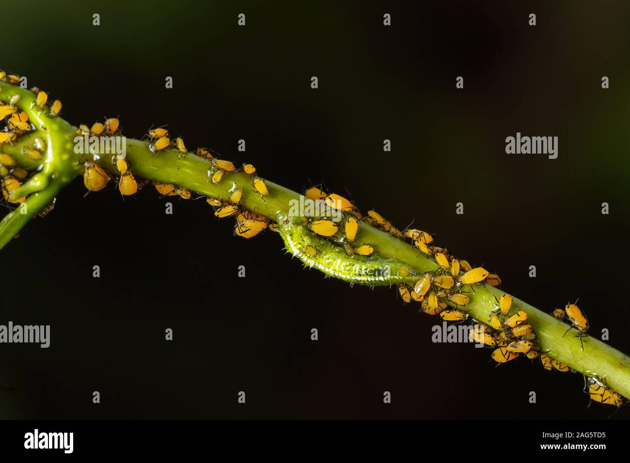 Mosca di hover Syrphidae,larva che alimenta su afidi di alga di latte Aphis nerii. Foto Stock