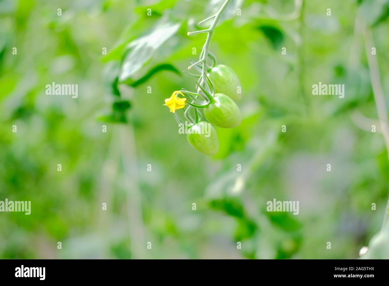 Pianta di pomodoro che cresce in giardino vegetale farm Foto Stock
