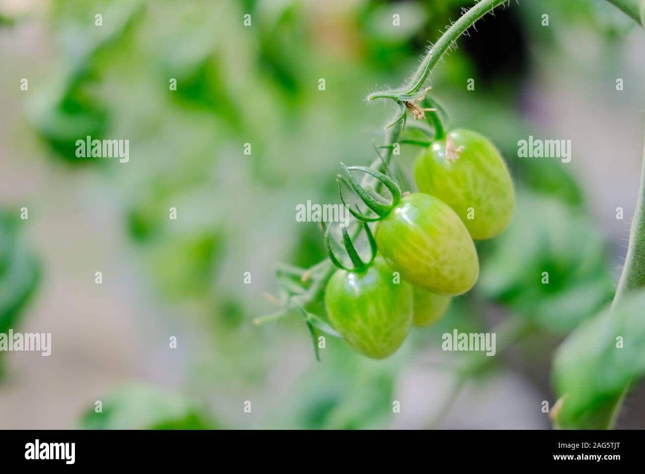 Pianta di pomodoro che cresce in giardino vegetale farm Foto Stock