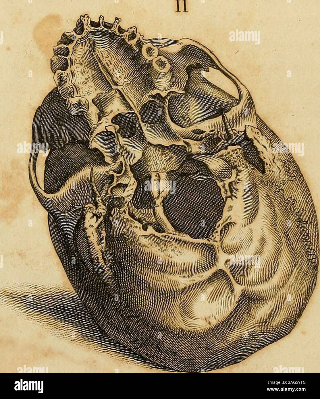 . Incisioni di ossa, muscoli e articolazioni. t/accb J Plrc/TFR. Srpf Fttb ? Hv Anthor^V/f d'ingresso/tifrtd prenota prima piastra, quinto. 6S PIASTRA V. ?WVVWVWWWX/X" Questa piastra exfilams il libro di testo in tutti i Chatiters su Scull. WVWWWVWWX è una vista generale del cranio, spiegando e collegando il de-monstrations delle singole parti. La figura I. jn questa vista, dove il cranio o Scull Cap è tagliato e base visto fromwithin, la cosa che prima colpisce l'occhio è il formale e una divisione regolare del cranio in tre incavi (1. 2. 3.)j e ciascuno di questi è come una fase oxdeck, Foto Stock