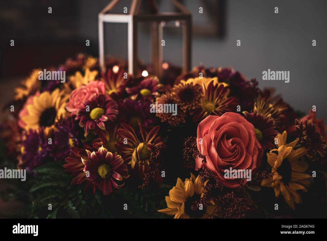Fuoco selettivo di fiori colorati isolati su un sfocato sfondo Foto Stock