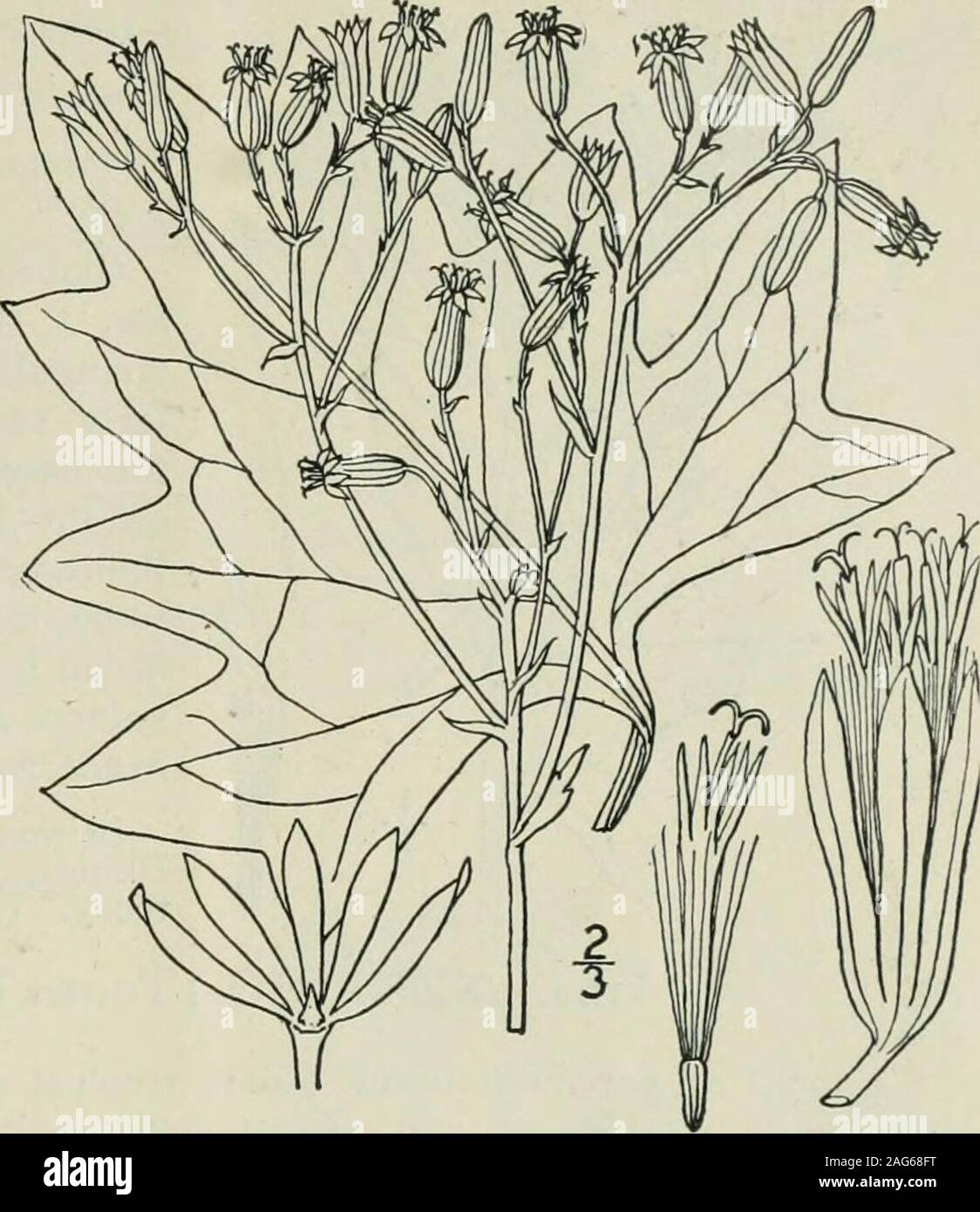 . Una flora illustrata del nord degli Stati Uniti, il Canada e la British possedimenti : da Terranova al parallelo tra il confine meridionale della Virginia e dall'Oceano Atlantico verso ovest per il 102º meridiano. Genere ioo. THISTLE FAMIGLIA. 537 2. Mesadenia atriplicifolia (L.) Raf. Pallido piantaggine indiano. Fig. 4607. Cacalia atriplicifolia L. Sp. PI. 835. 1753. Senecio atriplicifalius gancio. Fl. Bor. Am. i:332. 1833. Mesadenia atriplicifolia Raf. Nuovo Fl. 4: 79.1836. Stelo terete, glabrous e glaucous,3°-6° alta. Foglie sottili, angolata-lobate,palmately venato, glaucous sotto, sullato inferiore e b Foto Stock