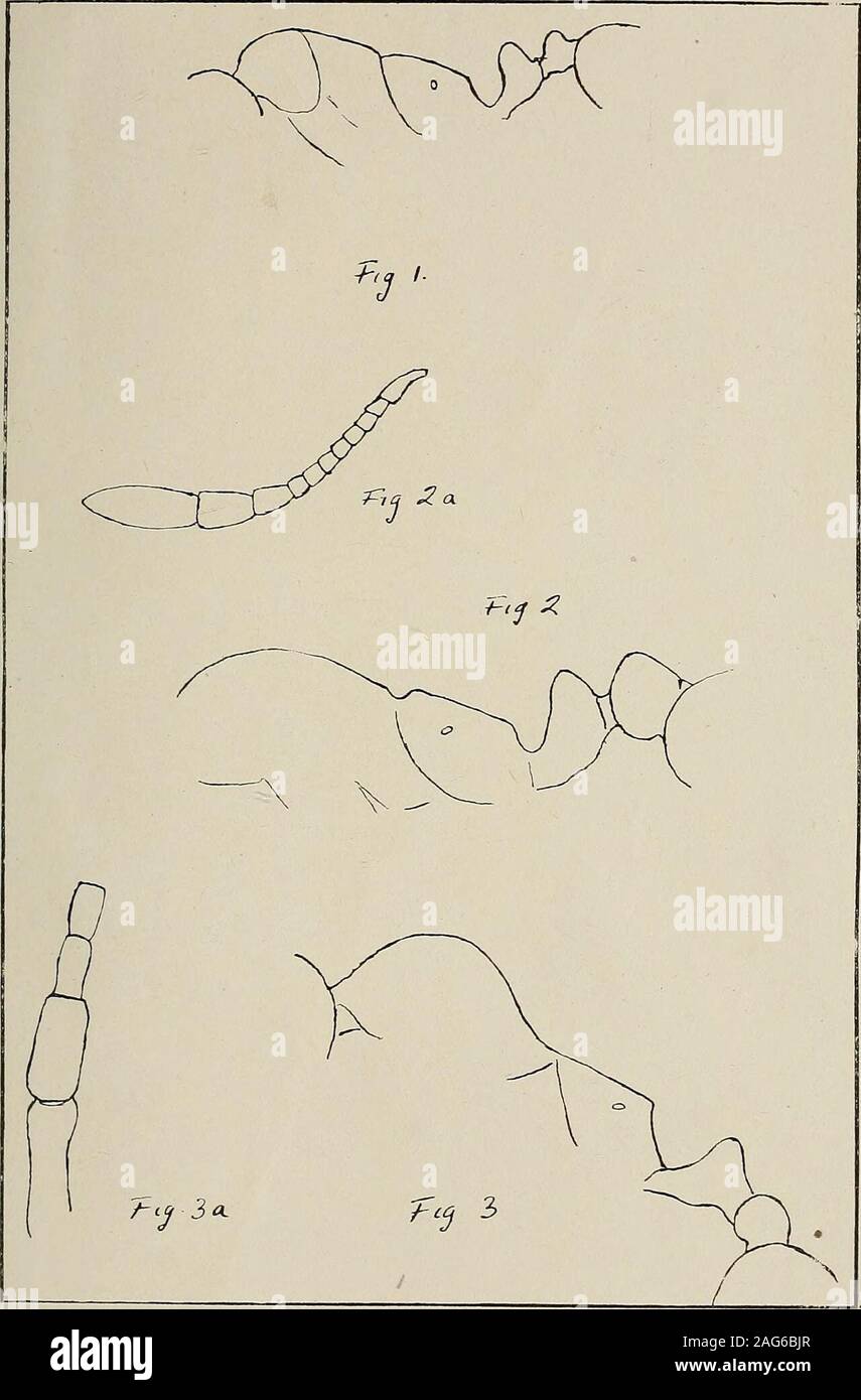 . L'entomologo di registrare e ufficiale di variazione. Vol. XXXIII. Piastra V.. W. C. Crawley del. Fig. 1. Torace e Pedicel di Monomorium Imxtoni, sp. nov. Fig-2. , , , , , , Monojnoriwn mariae, s^. nov. Fig. 2a. Funiculus della stessa. Fig. 3. Torace e Pedicel di Messor platyceras. Fig. 3a. Fine di Scape e prima di 3 giunti di Funiculus della stessa. Il entomologi Record. H ERNST MAYR LIBRARY Foto Stock