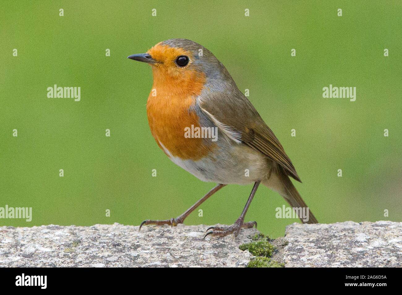 Primo piano di inquisitive robin rosso appollaiato su muro di pietra. Foto Stock