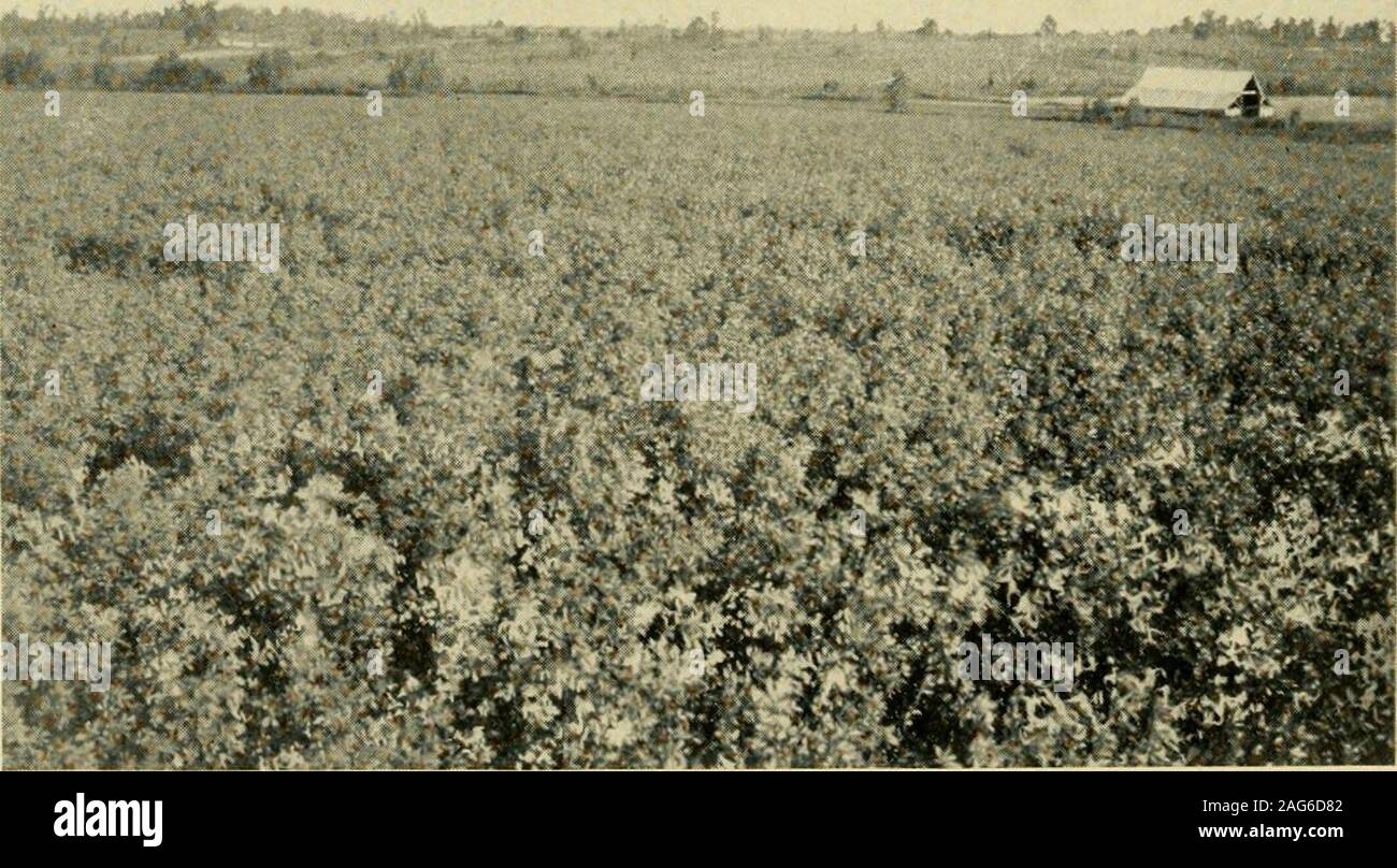 . In Louisiana e Arkansas ferrovia; il suo territorio industrie e la condizione finanziaria ... Campo di grano, MC KAMIE. riELD DI ERBA MEDICA IN LOUISIANA E ARKANSAS RAILWAY ;i w Foto Stock