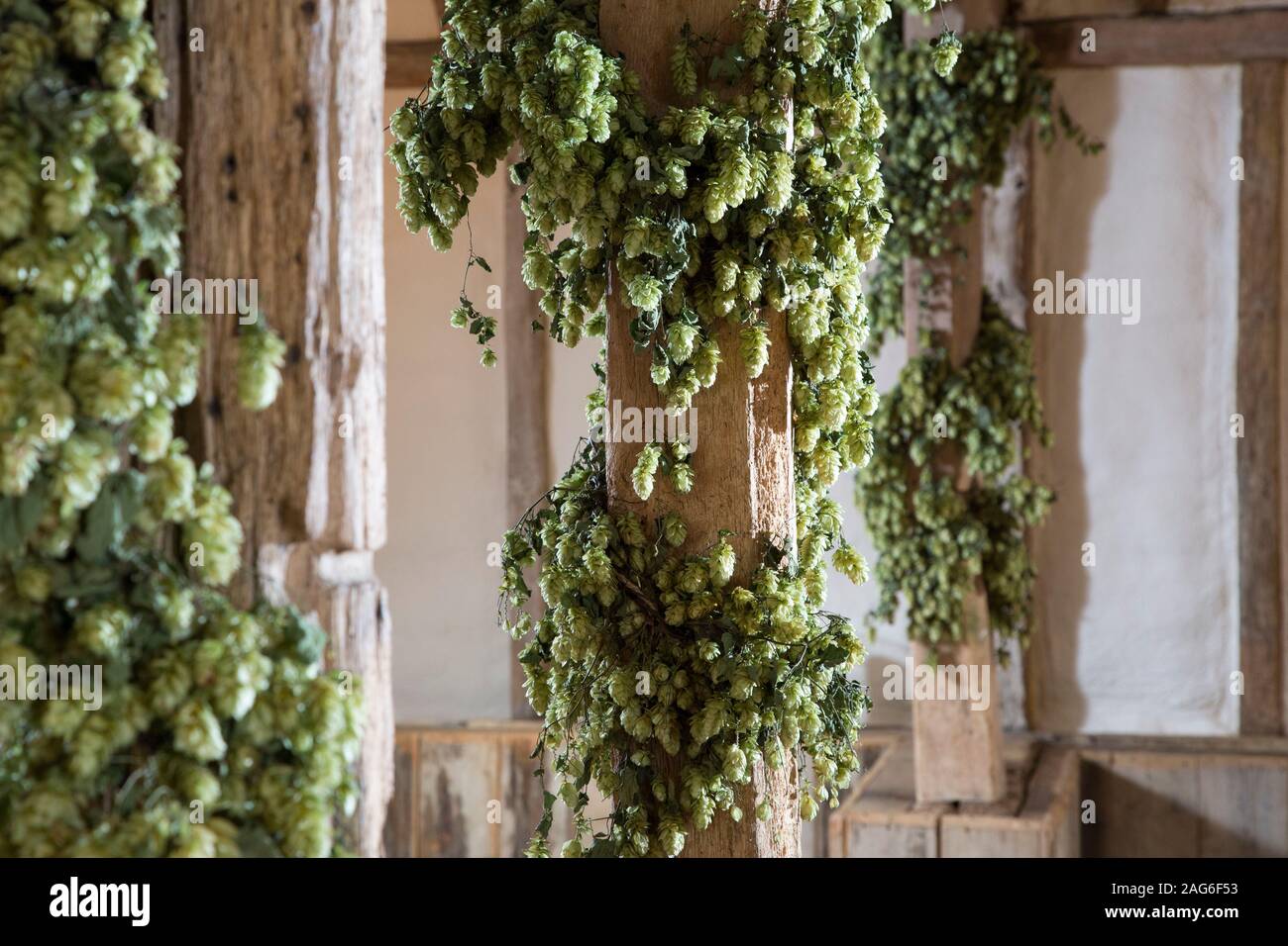 Luppolo di birra che cresce su travi di legno, Inghilterra. Foto Stock