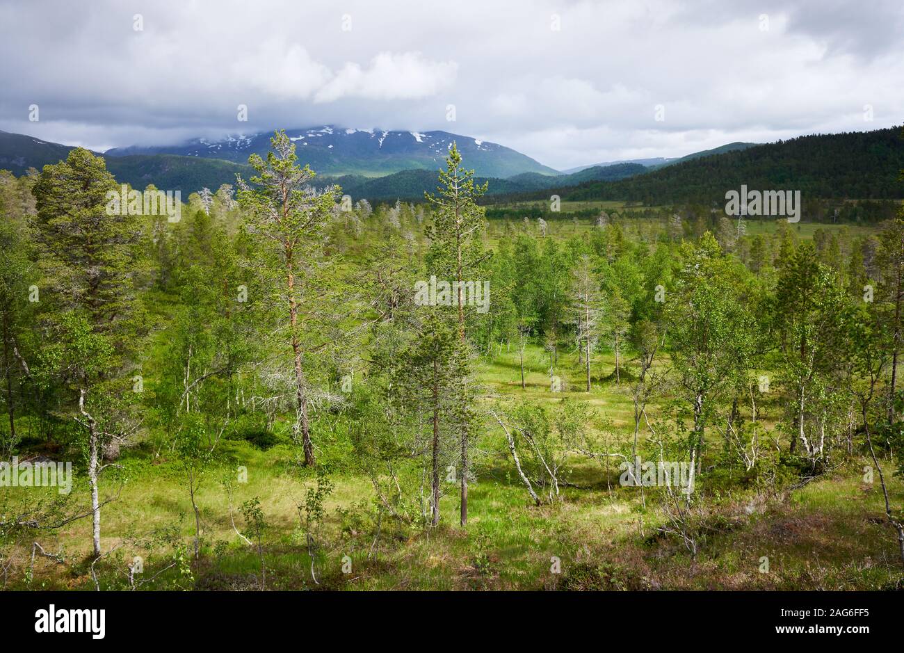 Estate settentrionali paesaggio con montagne, foresta al primo piano e picco di montagna sullo sfondo. Ånderdalen national park, Senja Isola, Troms Foto Stock