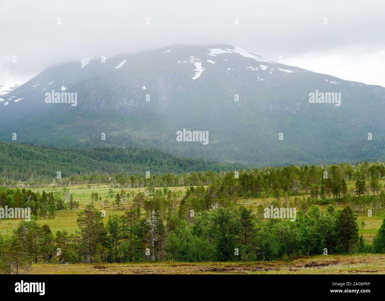 Estate settentrionali paesaggio con montagne, foresta al primo piano e picco di montagna sullo sfondo. Ånderdalen national park, Senja Isola, Troms Foto Stock