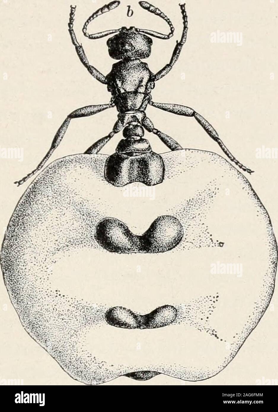 Le formiche; la loro struttura, di sviluppo e di comportamento. Il  degenerare schiavo-maker. 499 e ha la gaster di dimensioni normali, ma con  un dorsalgroove longitudinale prima di fecondazione. Dopo aver