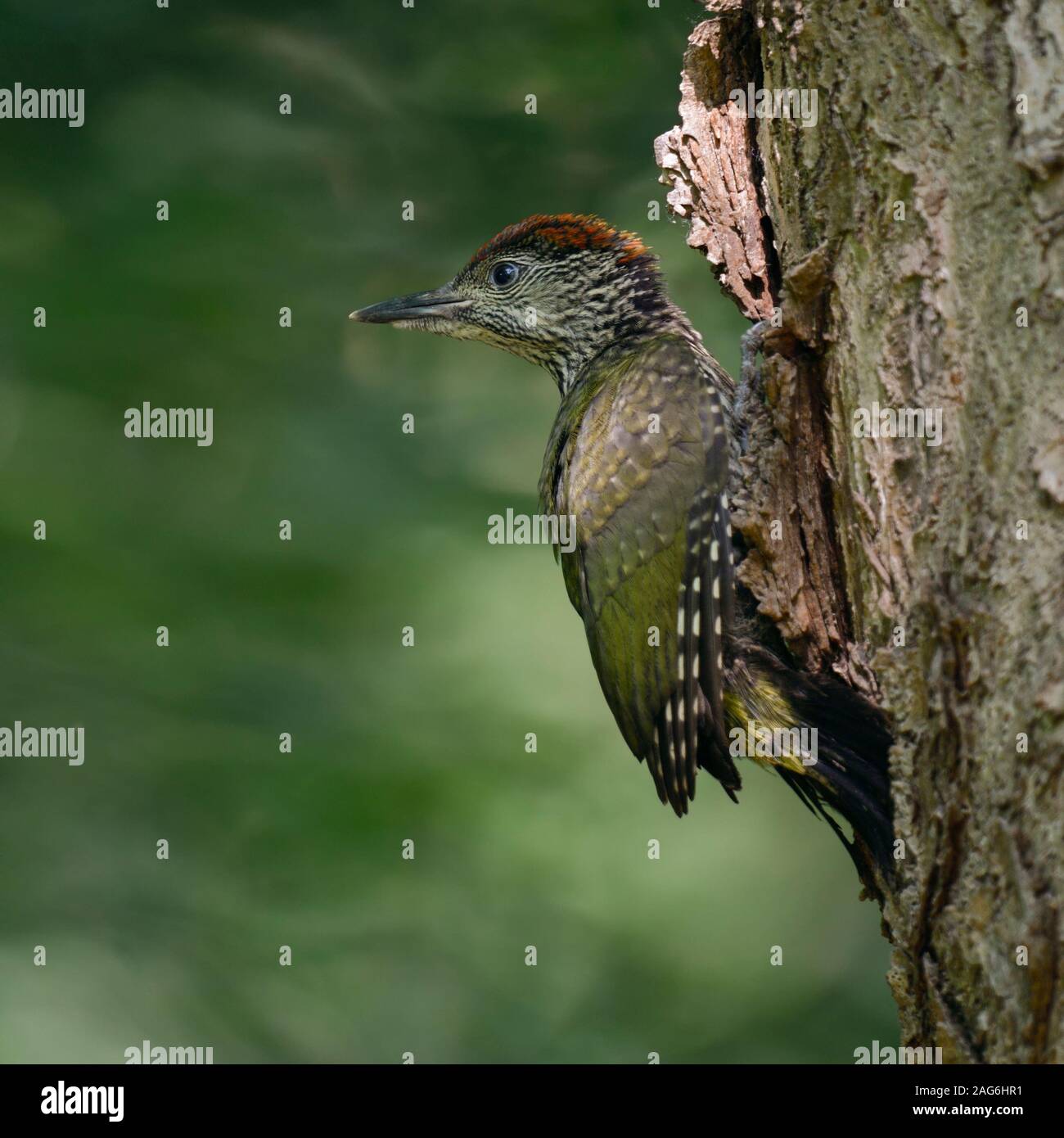 Picchio verde / Grünspecht ( Picus viridis ), appena fledged giovani, chick appena dopo aver lasciato il suo nido foro, appollaiato sulla struttura di nesting, l'Europa. Foto Stock