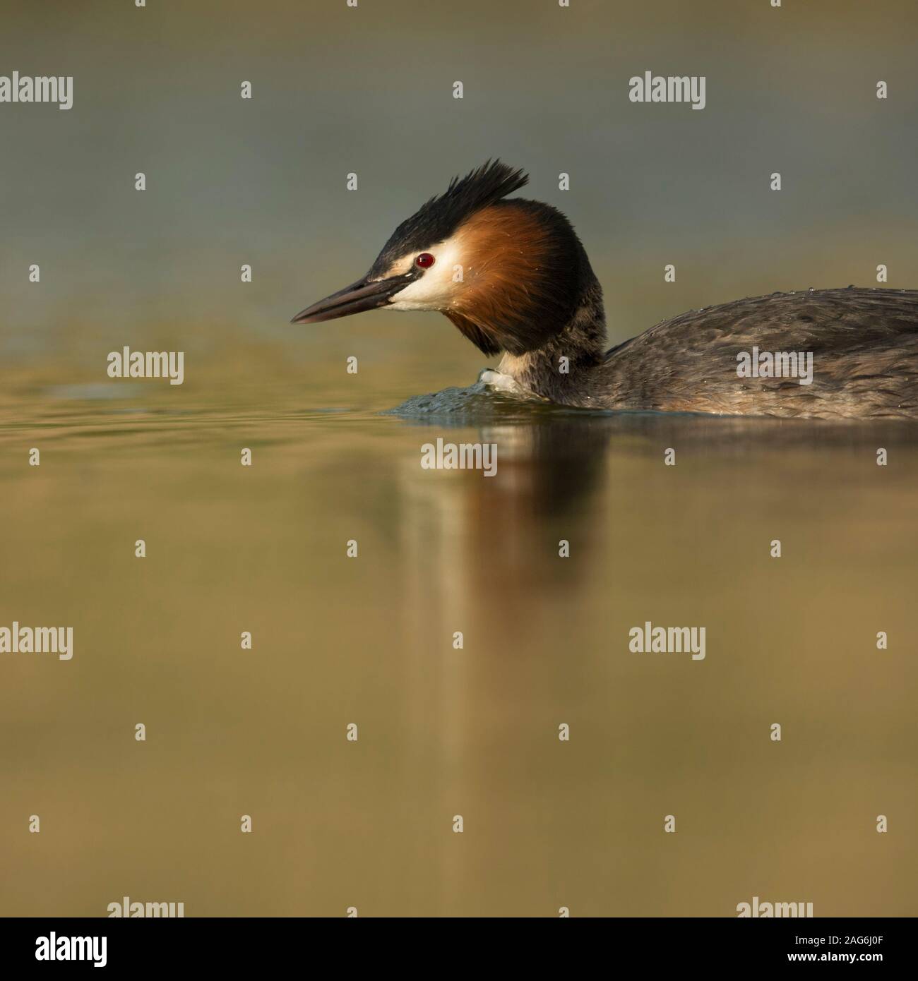 Svasso maggiore / Haubentaucher ( Podiceps cristatus ) nuoto, nuota veloce, l'Europa. Foto Stock