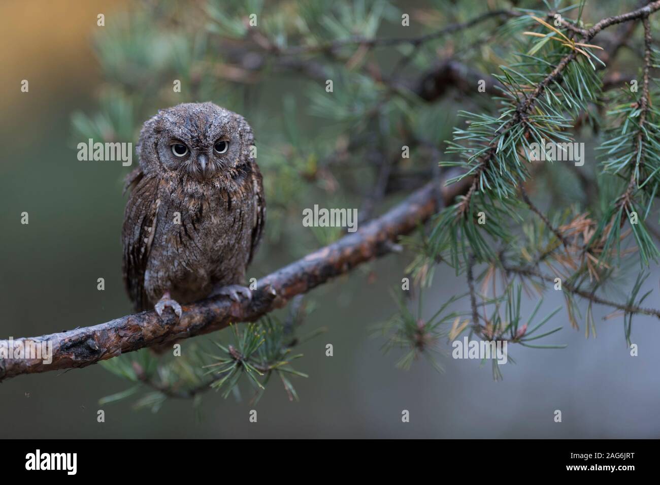 Assiolo / Zwergohreule ( Otus scops ), appollaiato su un ramo di un albero di pino, guarda scontente, buffo buffo uccellino, l'Europa. Foto Stock