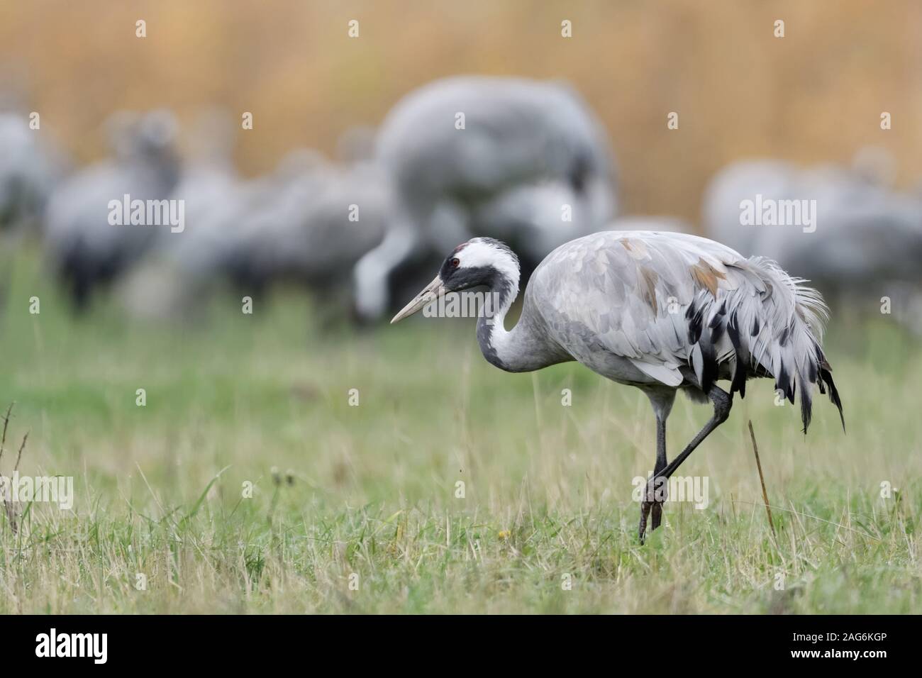 Gru comune ( grus grus ) appoggiata su pascoli, singolo adulto a piedi nella parte anteriore di un immenso gregge, gli uccelli migratori, in autunno, la fauna selvatica, l'Europa. Foto Stock