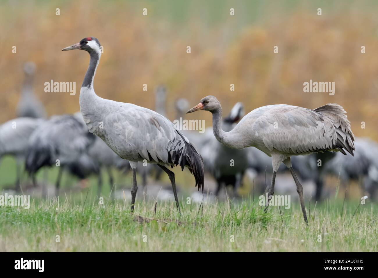 Gru comune ( grus grus ), adulti insieme con i giovani, con prole, a piedi nella parte anteriore di un gregge su un prato, uccelli migratori, fauna selvatica, l'Europa. Foto Stock