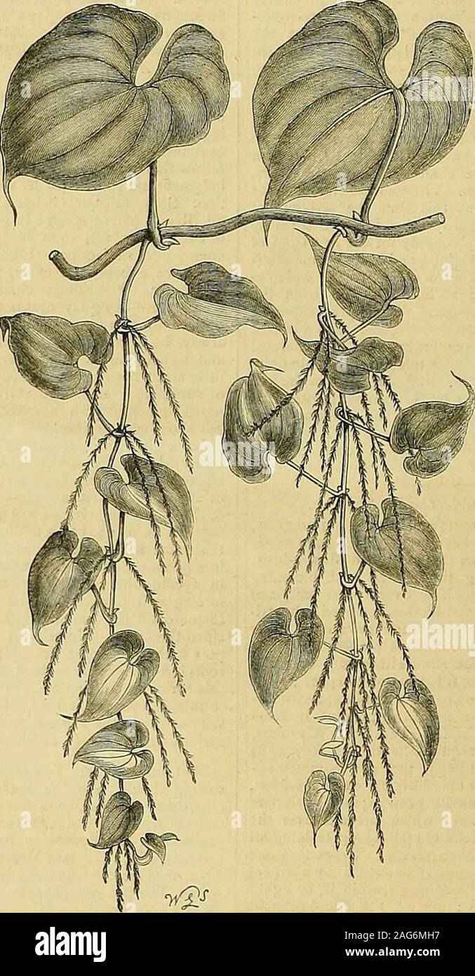 . I giardinieri' cronaca : un settimanale illustrato ufficiale di orticoltura e allied soggetti. st casi egli non fa che già sufficientemente,ma in modo più preciso e sistematico, in modo thatwhen egli invecchia e il suo ragionamento powersbecome più maturo, egli può avere un solido basisof self-accertato come pure di seconda-handmemory sul quale basare il suo ragionamento. Per addestrato i bambini ? Insegnate loro ad osservare pro-perly, e specialmente a discriminare accuratamente,e quindi non ci sarà nessuna paura, come esistono altri-saggio sarà, di coccinelle o altre utili insectsbeing distrutto con quelli nocivi come il Foto Stock