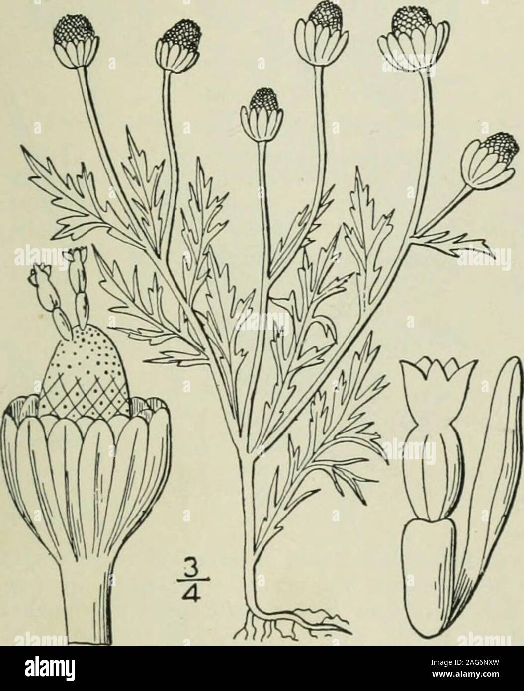 . Una flora illustrata del nord degli Stati Uniti, il Canada e la British possedimenti : da Terranova al parallelo tra il confine meridionale della Virginia e dall'Oceano Atlantico verso ovest per il 102º meridiano. 4. Matricaria matricaricides (meno.) Porter. Rayless camomilla. Wild ]Iarigold. 4568. Santoliua suaveolens Pursh, Fl. Am. Sett. 520. 1814. Non suaveolens M. L. 1755.Artemisia matricarioides meno. Linnaea 6: 210. 1831.Matricaria discoidea DC. Prodr. 6: 50. 1S37.Matricaria matricaricides Porter, Mem. Torr. Club a 5: 341. 1894.M. suaveolens Buchenau, Fl. Xord. Tief. 496. 1894. Ann Foto Stock