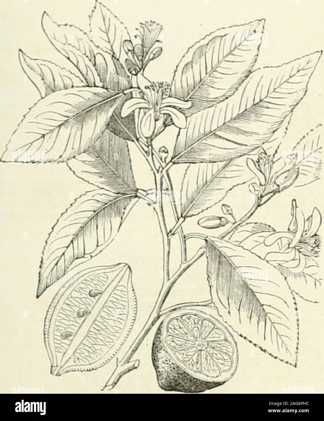 . La American Encyclopedia of Commerce, produce il diritto commerciale e finanziario. d, i depositi di polvere bianca, solubile in acidswithout effervescenza. Per azione di acido nitrico C A- viene convertita in acido ossalico quando i cristalli di C. A. sono verydeliquescent, la presenza di acido solforico libero può essere sus-pected. Quest'ultimo può essere rilevata con fiicility da dissolvingthe acido citrico in poca acqua, fortemente acidifving il solutionwith acido cloridrico, e l'aggiunta di cloruro di bario, quando,se acido solforico essere pre.scnt, un precipitato insolubile di sul-phate di bario cade a(t"r Foto Stock