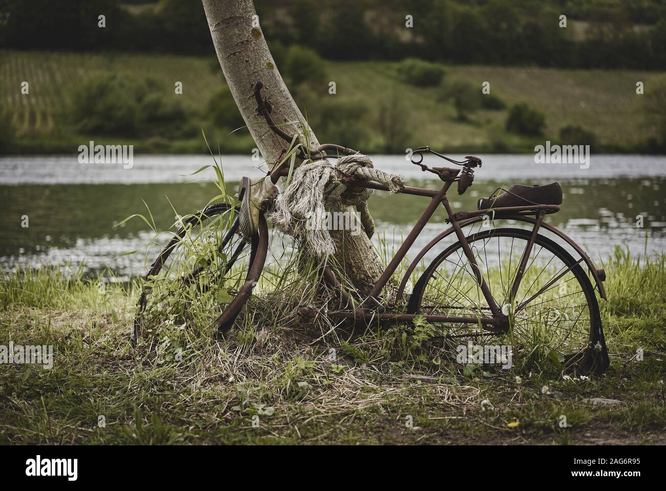 Bellissimo scatto di una vecchia bicicletta abbandonata parcheggiata accanto a. un albero accanto ad un fiume nella foresta Foto Stock