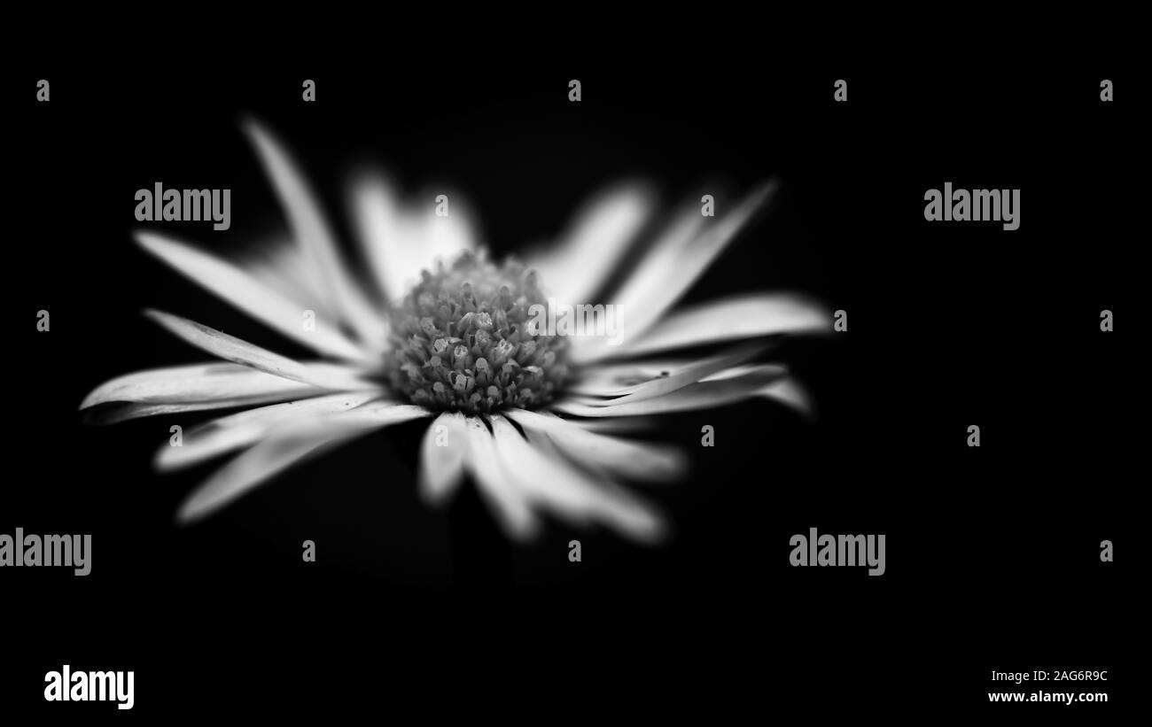 Fuoco selettivo in scala di grigi di un fiore africano a margherita sfondo nero Foto Stock