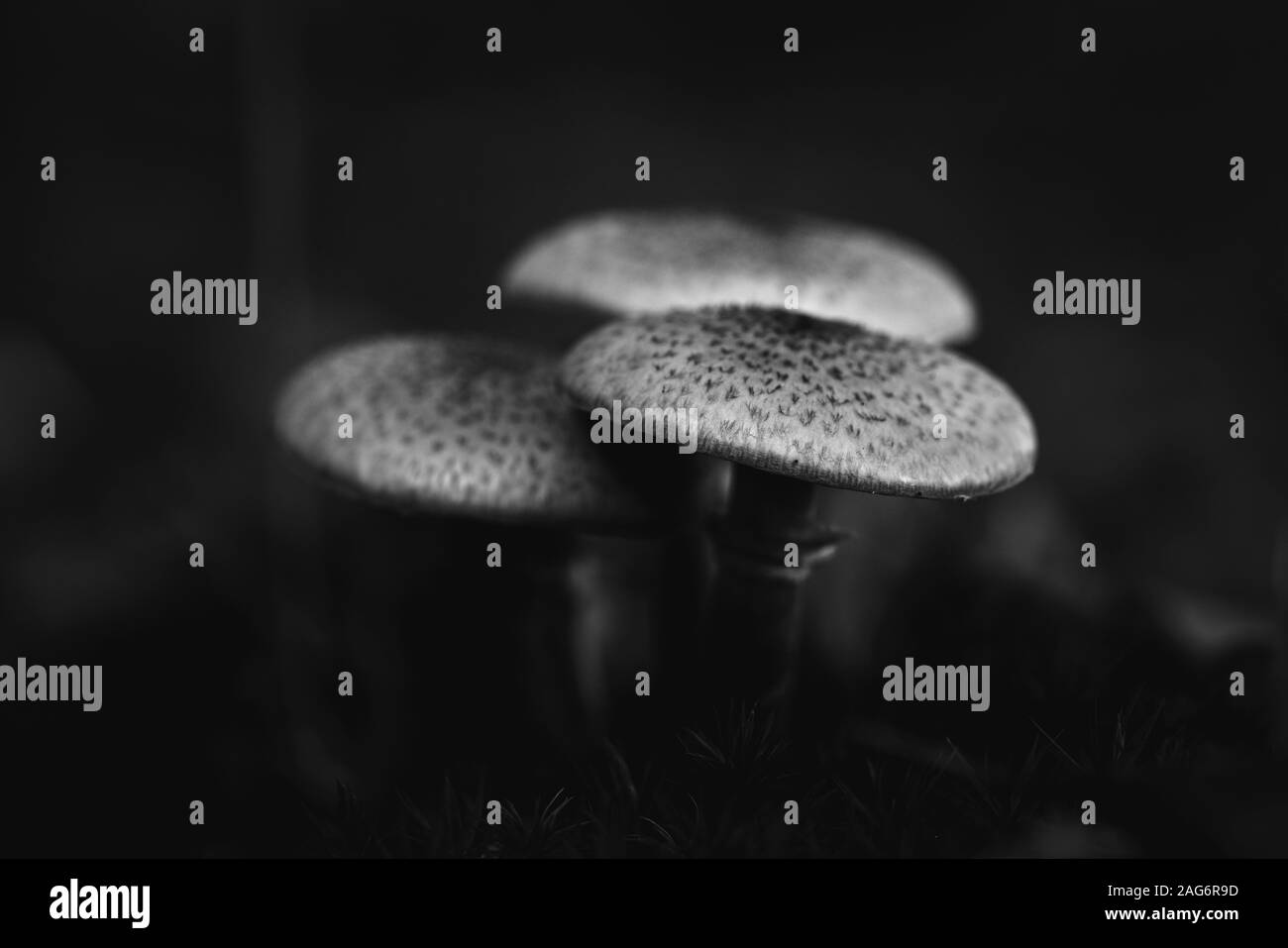 Scala di grigi fuoco selettivo di un fungo selvaggio su nero sfondo Foto Stock