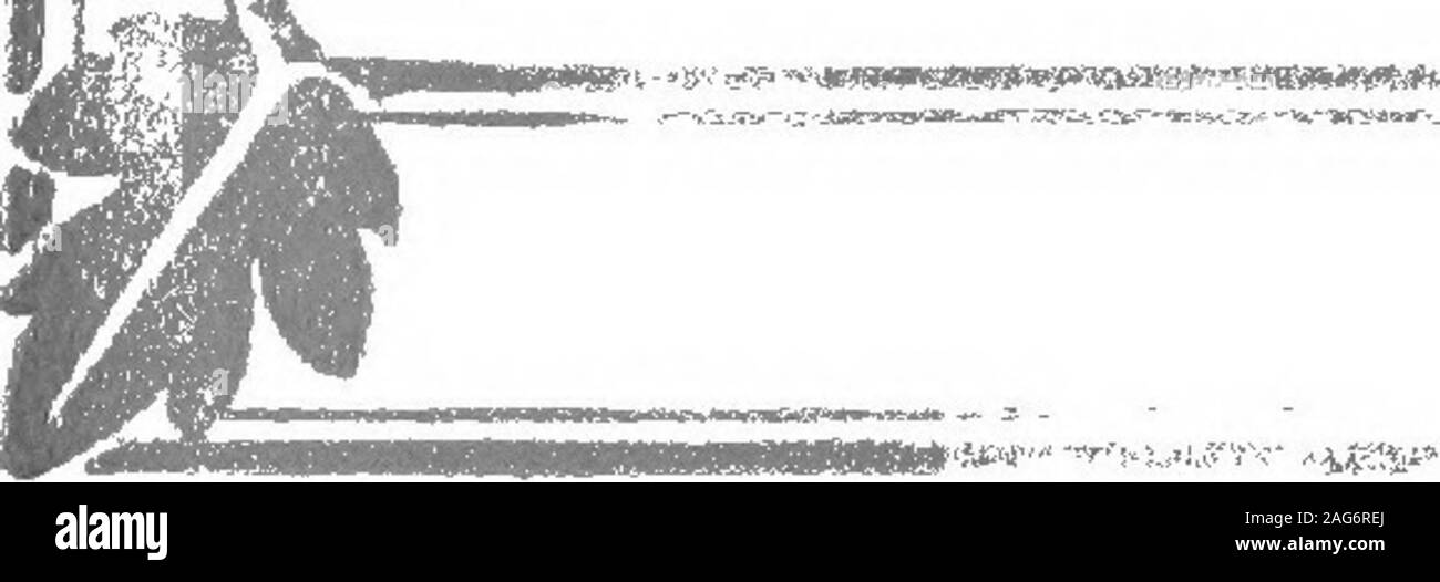 . Louis' ogni donna di cucinare libro. cucchiaio; su ciascun grenadin. : Io Baccalà alla panna (cotta) &lt;^; i Mix di alcuni pezzi di fresco il baccalà cucinato, libero da skinI e ossa, con un po' di salsa alla panna. Condire con pepe saltand. Con quattro grandi cucinati freschi Patate (caldo),due otmces di burro e due uova purè accuratamente per-gether mettere un confine su una cottura in metallo-piatto. Riempire il fishin centro di questo confine. Coprire con il pangrattato, un po di parmigiano grattugiato e burro e bakefor dodici o quindici minuti in un forno moderato, finoa quando il tutto è ben rosolato. Il Saute BUTTERFISH COLBERT ^Dip Foto Stock