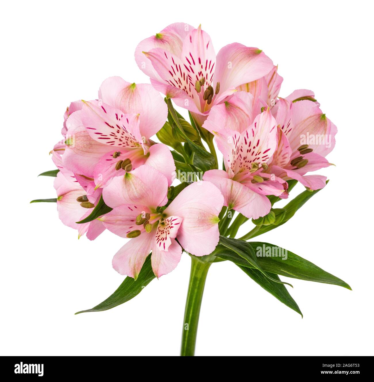 Giglio peruviano ( Alstroemeria ) isolati su sfondo bianco Foto Stock