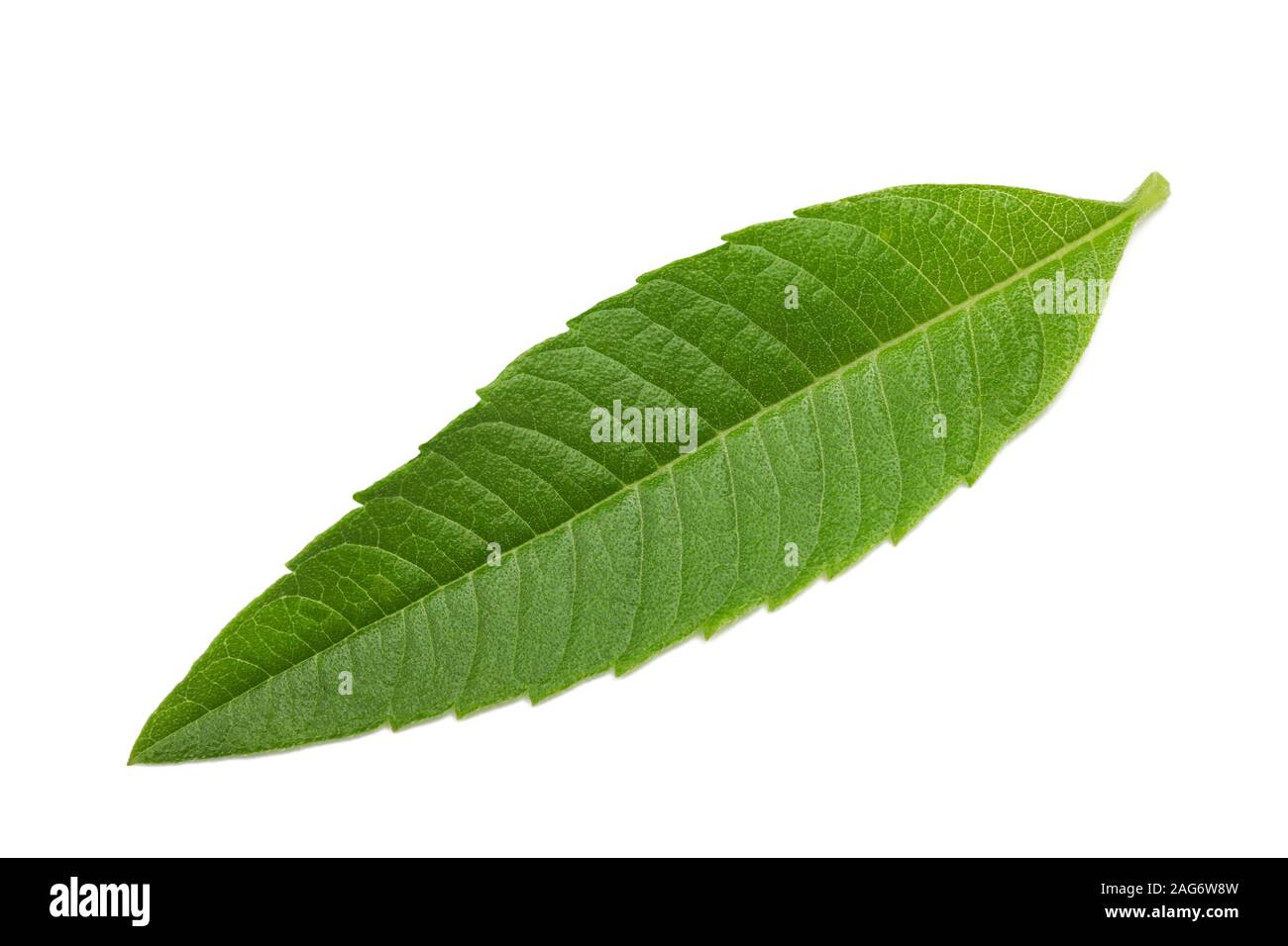 Louisa herb foglie (beebrush) isolato su sfondo bianco Foto Stock