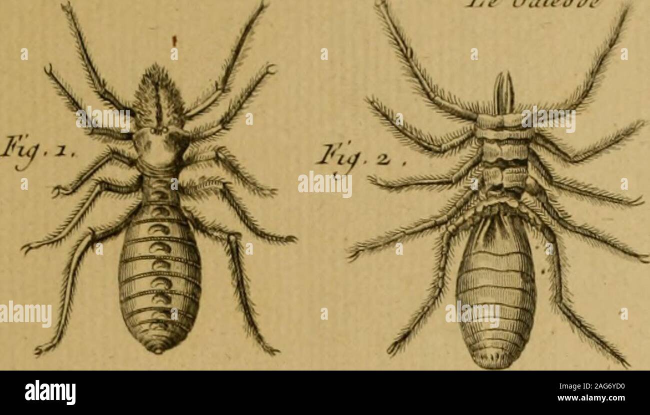 . Encyclopédie méthodique : Histoire Naturelle. A&lt;7. I^. Hhr/oire //aà^re/Ze; in&lt;recieé CValoodc PL 26a J-e buleoJL . ^IR,ijieotJi. Ji^.?, Foto Stock