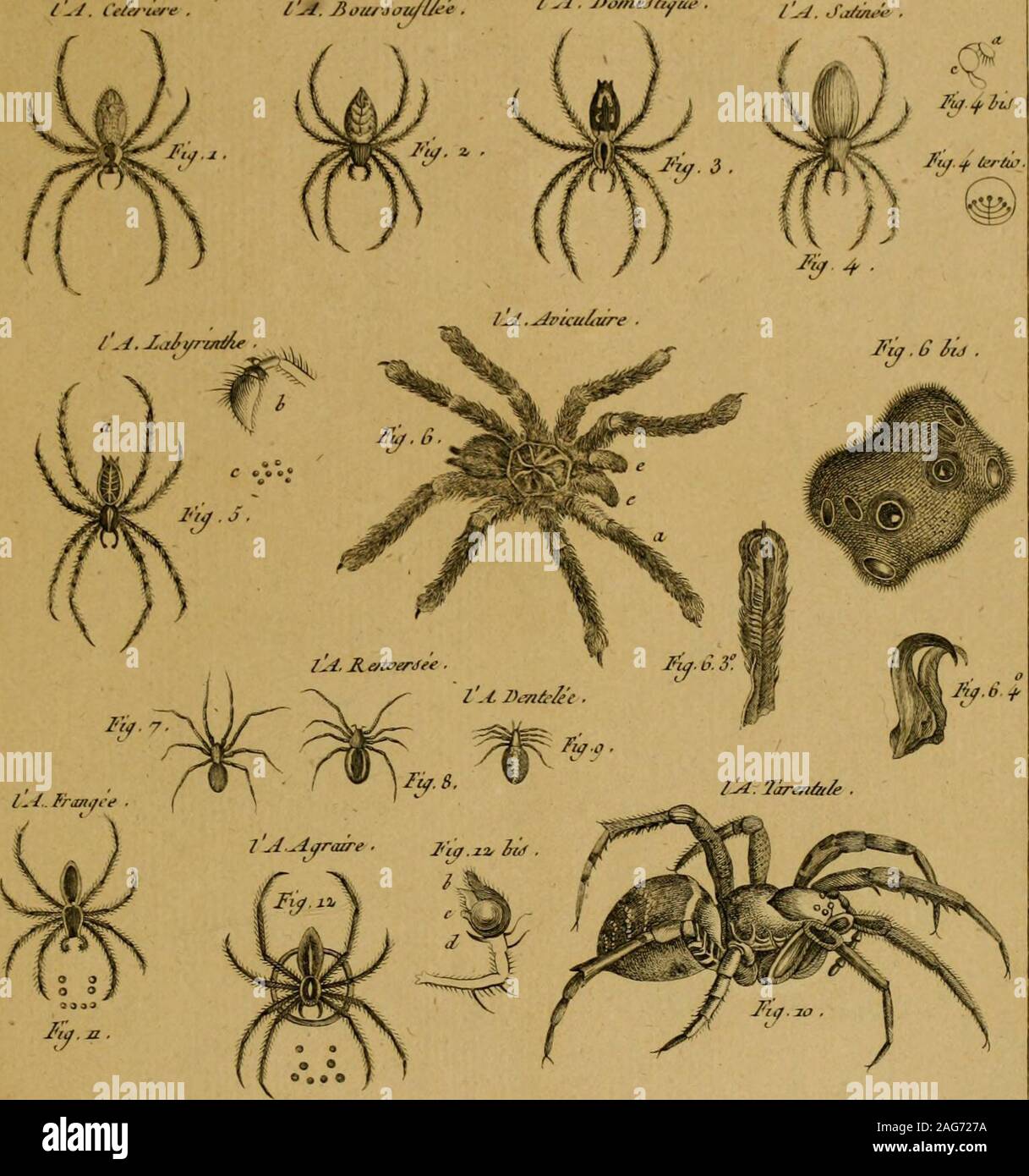 . Encyclopédie méthodique : Histoire Naturelle. IIijtoiTc /laàire//e, /mJcu^-. Jicfi.irJ J)//i,vt/. -Vraiguoe . Pl.a^9 l^. AoiOJou/IAE . / ^ J)omeJ/iyu,- . j.j J,/i"A.. 2^. £jti^era/e. /^4. ficrrJee . Foto Stock