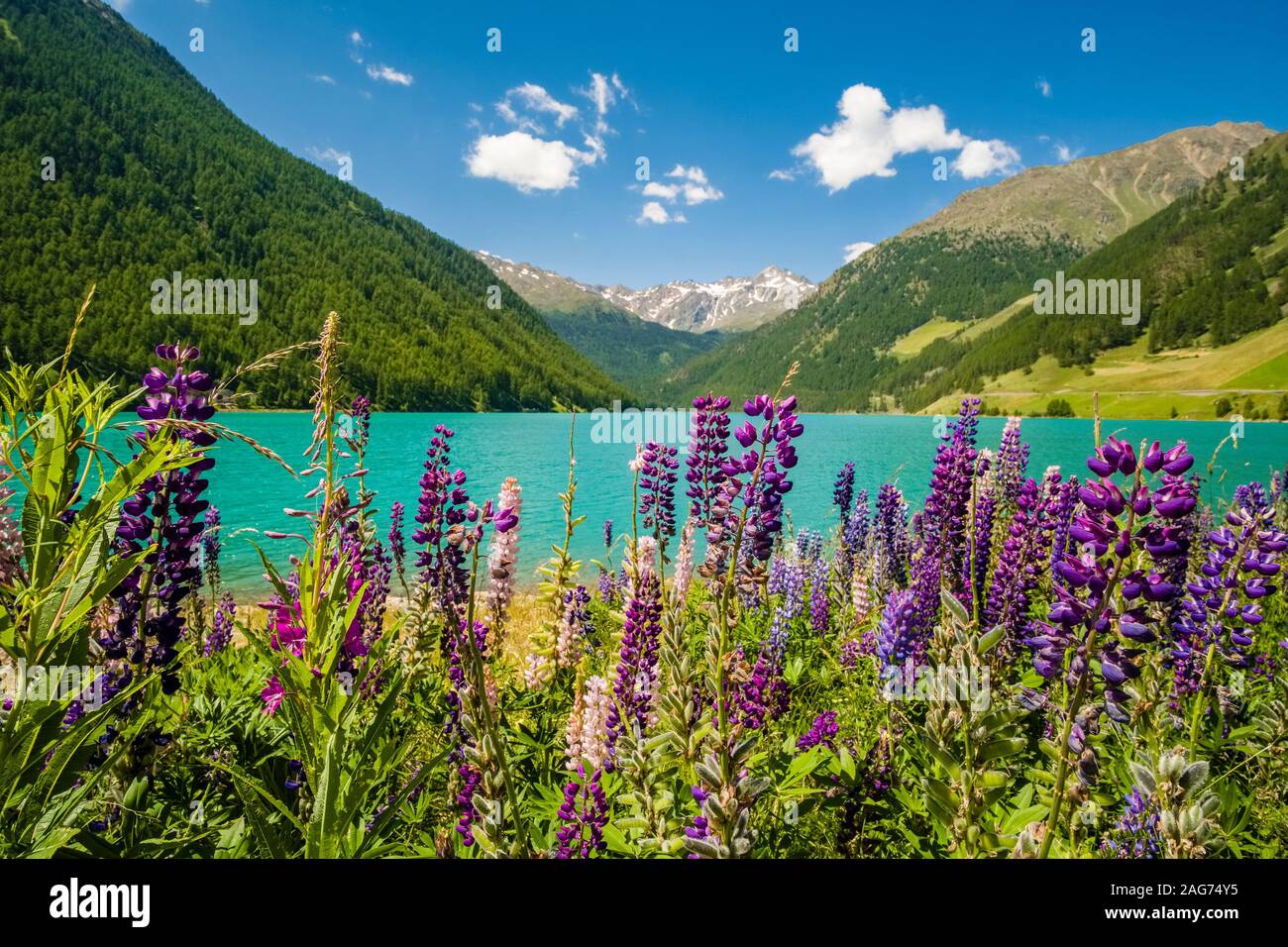 Vista panoramica della Vernagt-Stausee, un serbatoio di acqua in alta quota valle Val Senales, alpine fioriture dei fiori Foto Stock