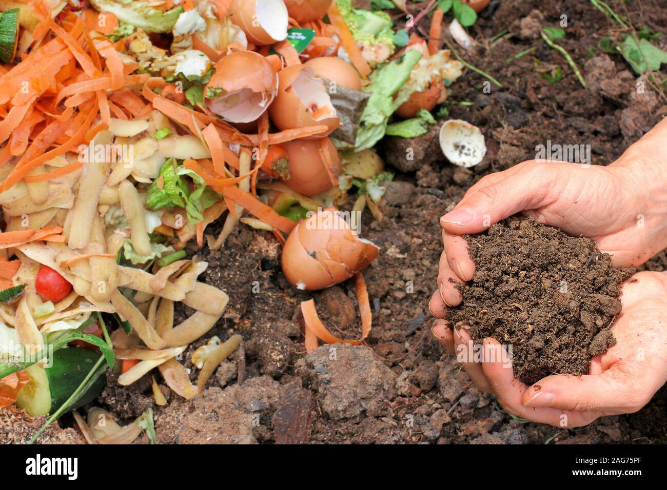 Le mani con un processo di compostaggio terra e rifiuti organici Foto Stock