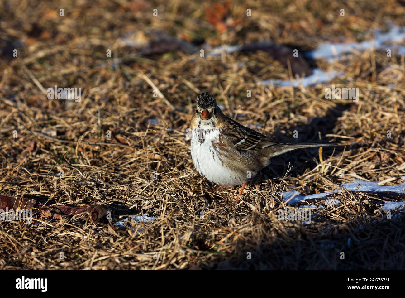 Harris il passero Zonotrichia querula tra erbe e figliata di foglia, Cedar Lake Park, città di Olathe, Kansas, USA, dicembre 2017 Foto Stock