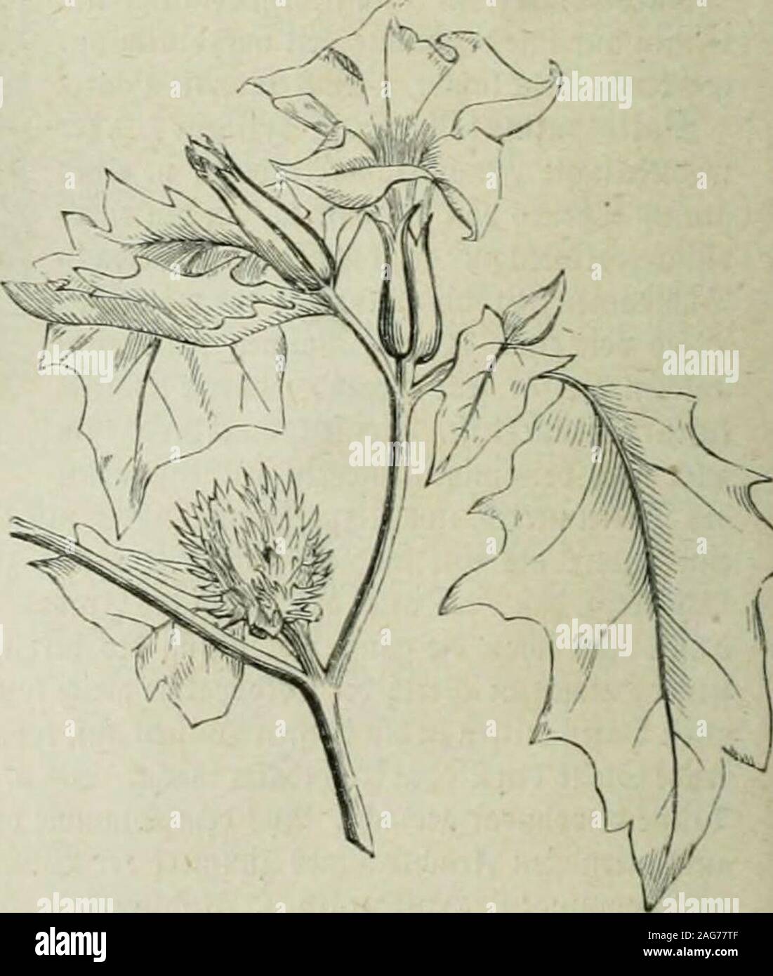. Illustrirtes Konversations-Lexikon; vergleichendes Nachschlagebuch für den täglichen Gebrauch. Hausschatz für das deutsche Volk und Orbis Pictus' für die Jugend studirende. ben 17.; ^^ Stunben fpäter ijat uomo inälianiüa Sonntag 16. ,3uli 9ia^tä 11% Ut)v, in ©itoto aber ©ien--ftag, 18. 3Ti-n-iif) V2%li)X. Datura, Stediapfel, ^ßflanjengattung bev Solanaceen ob. Äav;toffelgetväcbfe, allbefannt al§ ©iftpflanje ocn iinbeftänbigem Söo^nfibeauf Sdiutthaufenu. bgl. oben Cvten,uiahvfdieiniid) buvd)n.inbevnbe ^i^NV-nevbovben au" ^:bien naä) (Juvopagefühvt. -Dag "cibev;lidi viecbenbe u. essere; täubenbe Foto Stock