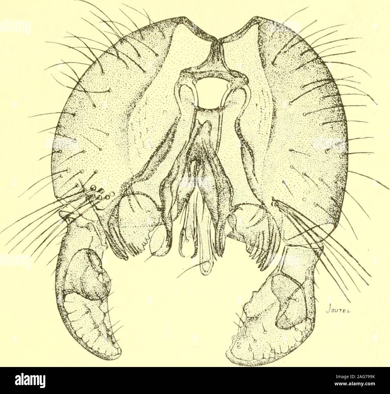 . Relazione dello Stato entomologo su pratiche e altri insetti dello stato di New York. grandi,originale) Fig. 74 Karscho-myia viburni, lastabdominal segmento (en-grandi, originale) del segmento stout, all'angolo interno, una fitta boscaglia impostare un gruppo di 7 o 8a lungo, stout, leggermente incurvata setae; terminale segmento di chiusura stout,espandendo in senso distale e di curvatura per un ampiamente arrotondati scavati apex;al terzo basale di una curva, ampio processo chitinous, con un roundedextremity si estende oltre il scavato faccia interna; platebroad dorsale, praticamente diviso i lobi sub triangolare; plateapparently ventrale assente. Foto Stock