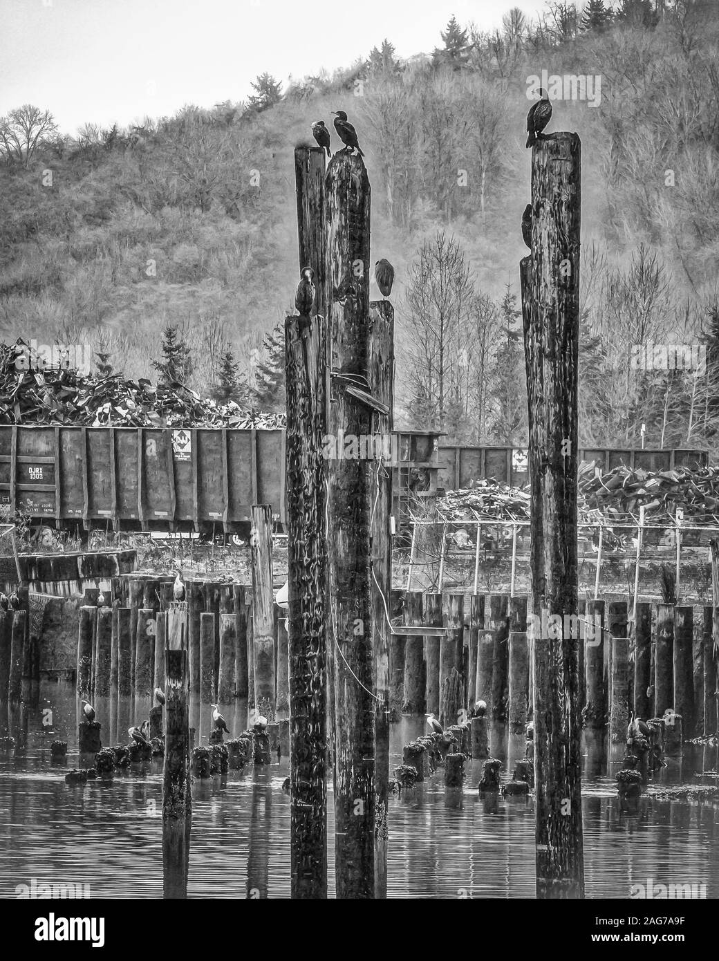 Verticale scala grigia corvi seduta su tronchi di legno nel mezzo dell'acqua da un molo di legno Foto Stock