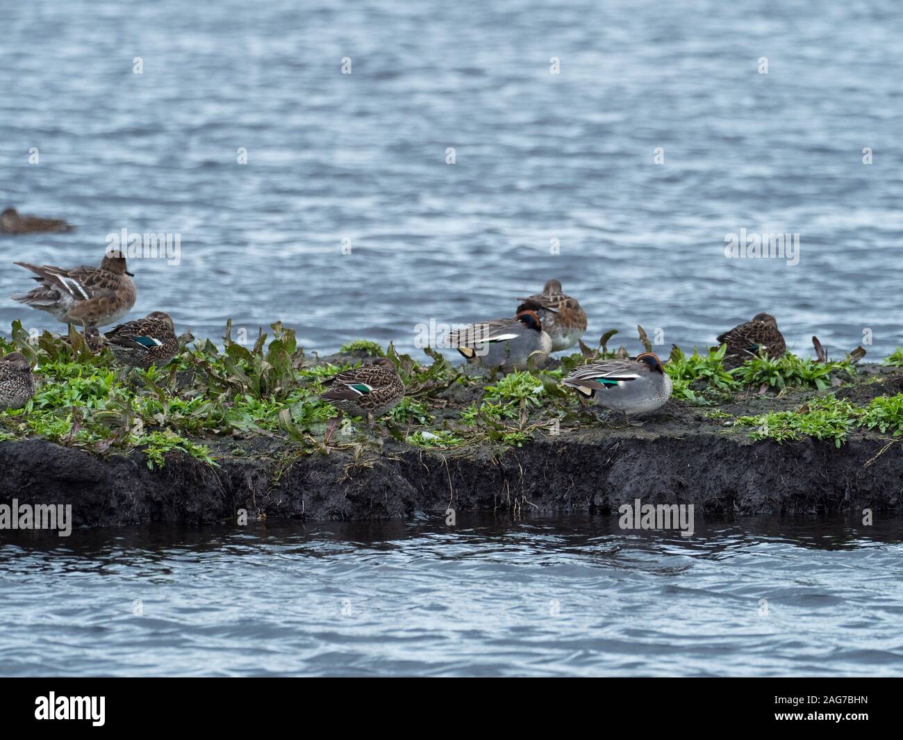 Comune di teal Anas crecca poggiante su una banca fangoso, Catcott Lowes Riserva Naturale, Somerset Wildlife Trust Reserve, parte di Avalon paludi, Somerset L Foto Stock